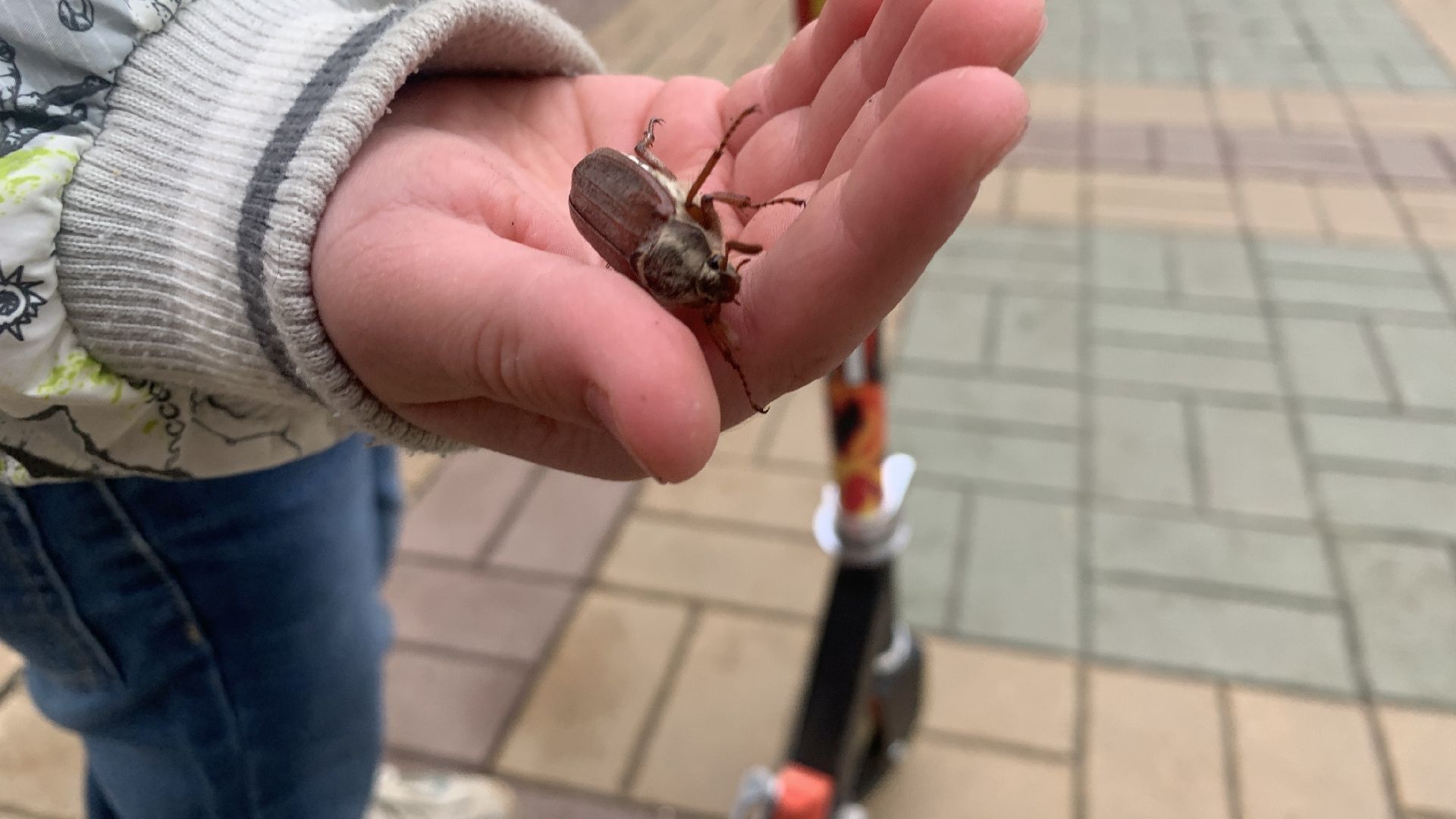 Ступино, майский жук, хрущ