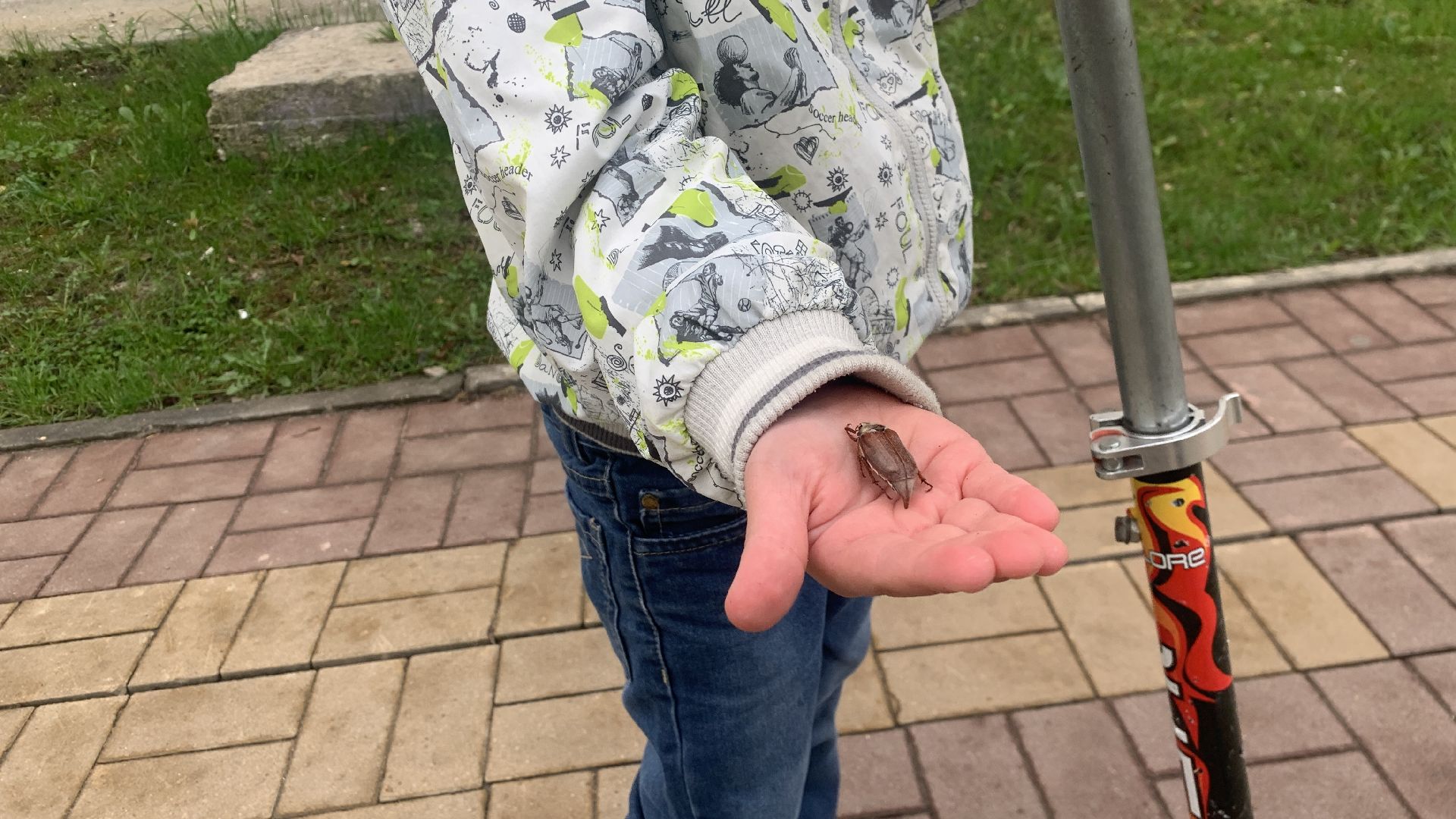 Ступино, майский жук, хрущ