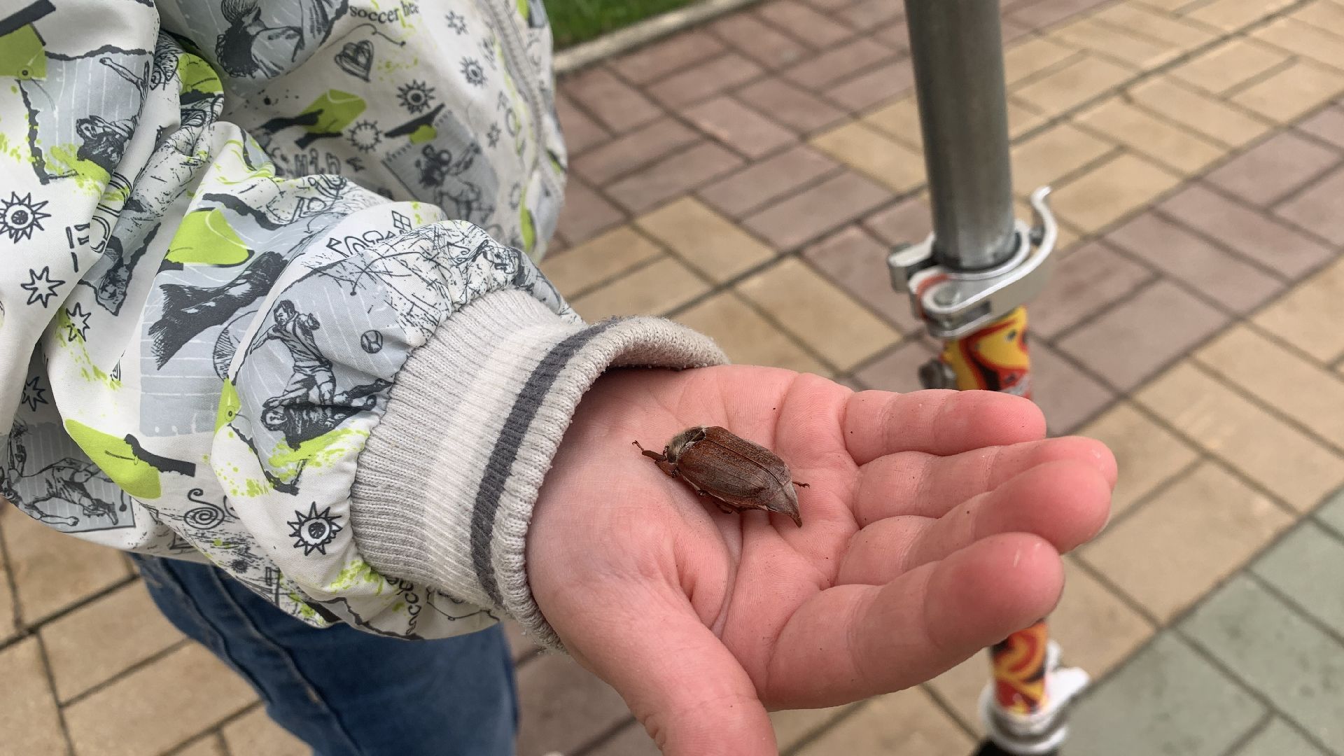 Ступино, майский жук, хрущ