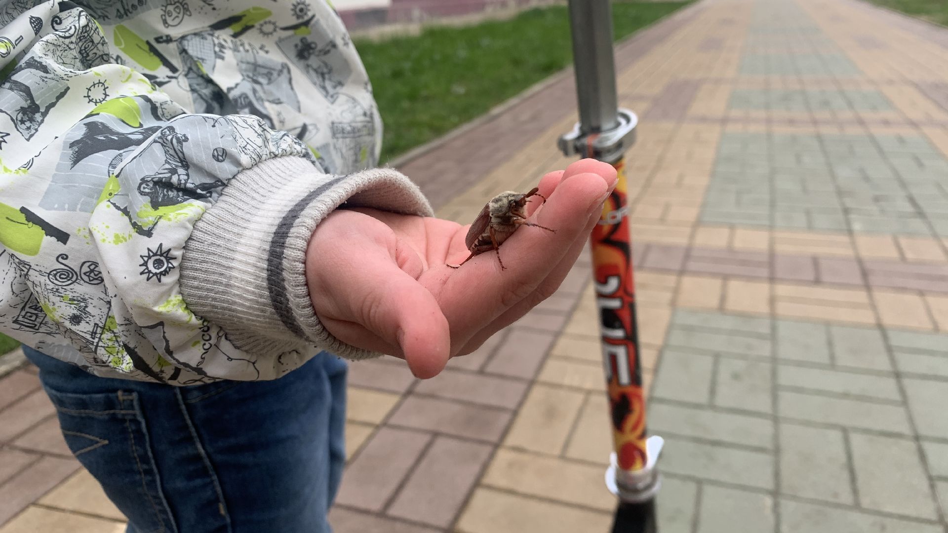 Ступино, майский жук, хрущ