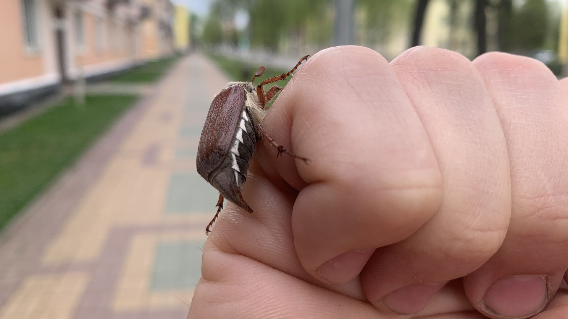Ступино, майский жук, хрущ