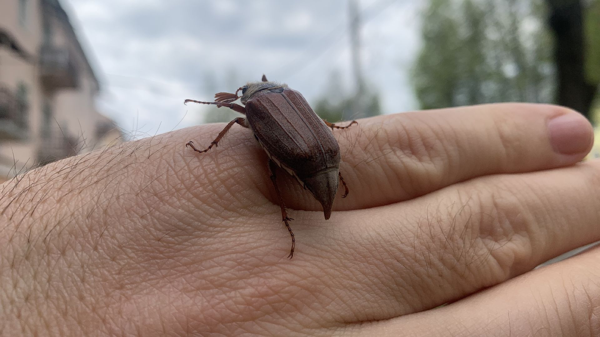 Ступино, майский жук, хрущ