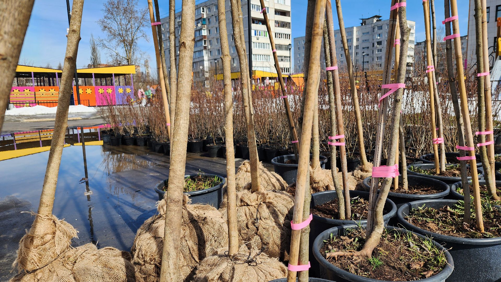 благоустройство, озеленение, детский сад, Ногинск, Богородский городской округ,