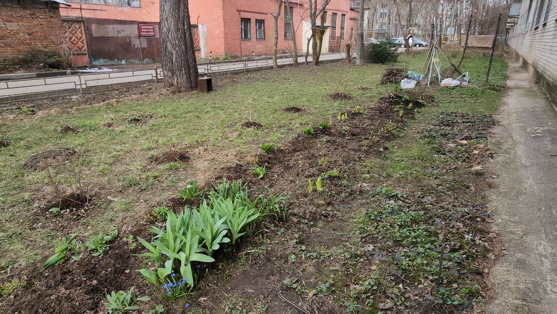вертикалки, пушкино, западный, сад, газон, газонные ограждения,житель города,благоустройство,цветы, растения,