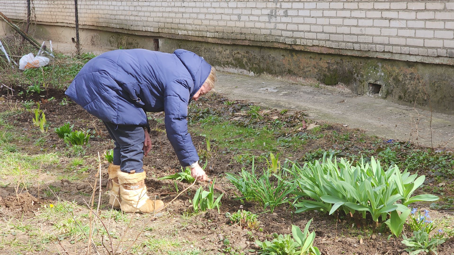 вертикалки, пушкино, западный, сад, газон, газонные ограждения,житель города,благоустройство,цветы, растения,