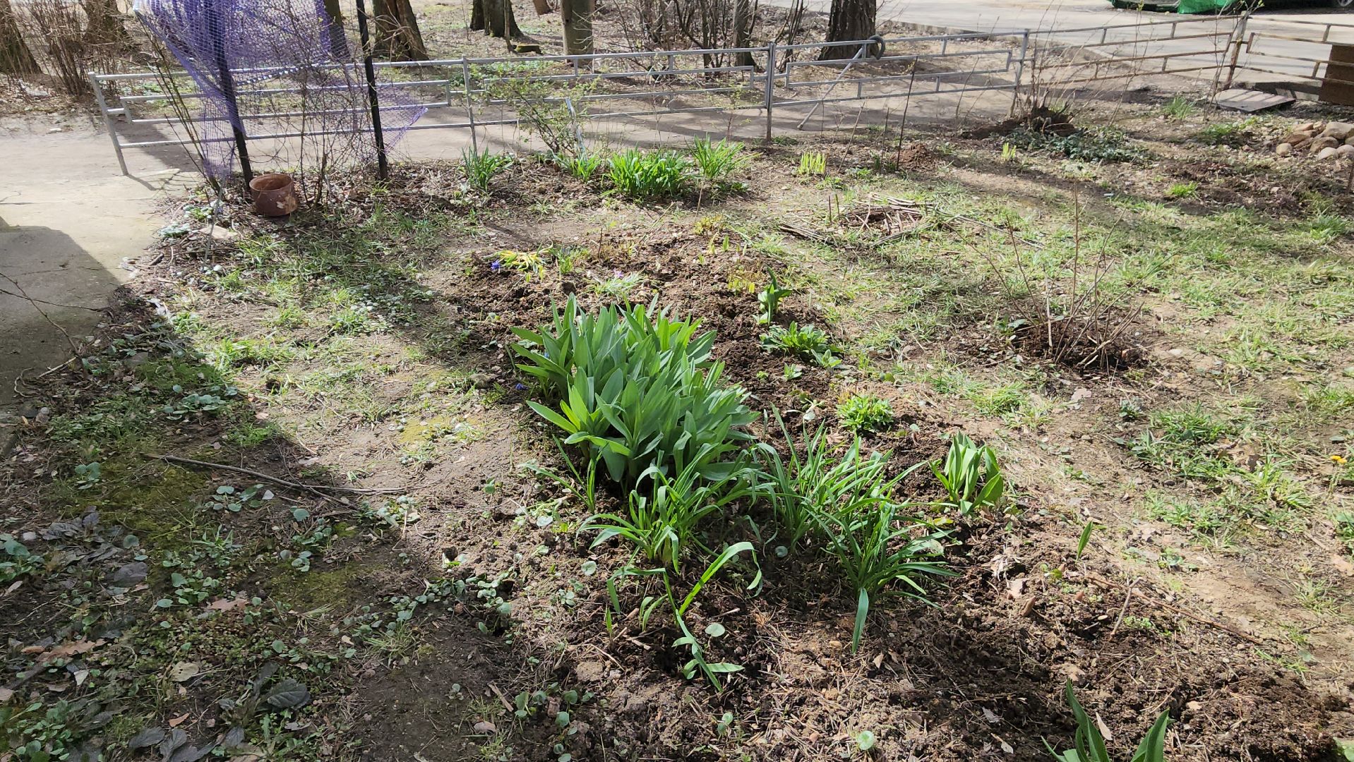 вертикалки, пушкино, западный, сад, газон, газонные ограждения,житель города,благоустройство,цветы, растения,