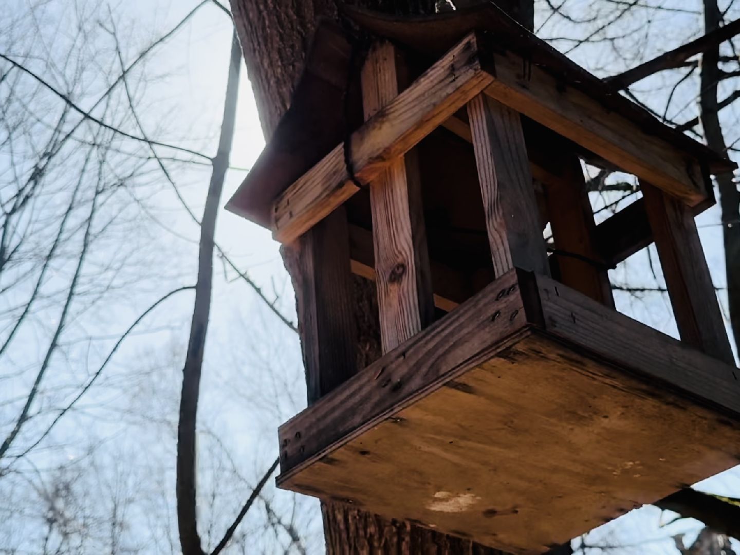 раменское , усадьба быково, совы, неясыть,