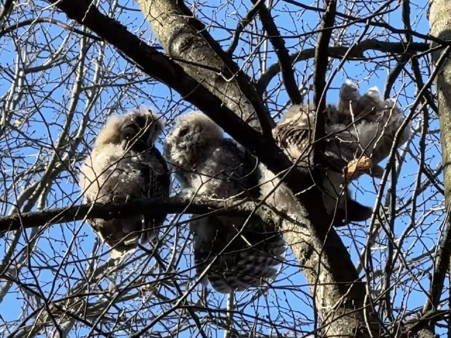 раменское , усадьба быково, совы, неясыть,