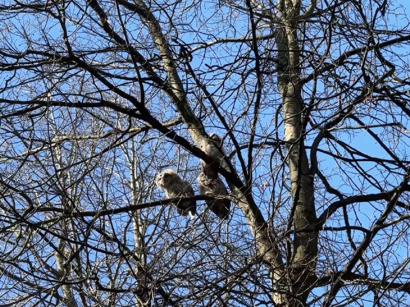 раменское , усадьба быково, совы, неясыть,