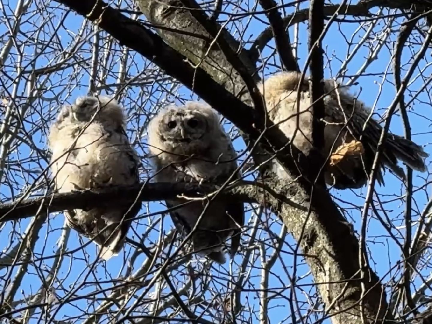 раменское , усадьба быково, совы, неясыть,