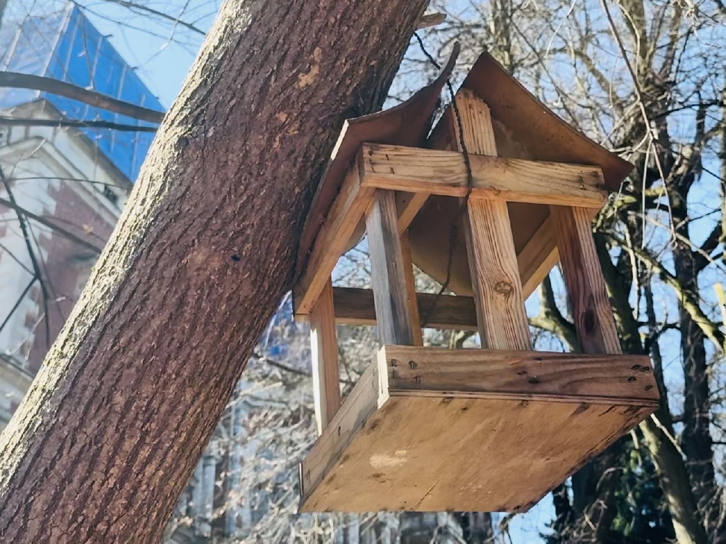 раменское , усадьба быково, совы, неясыть,