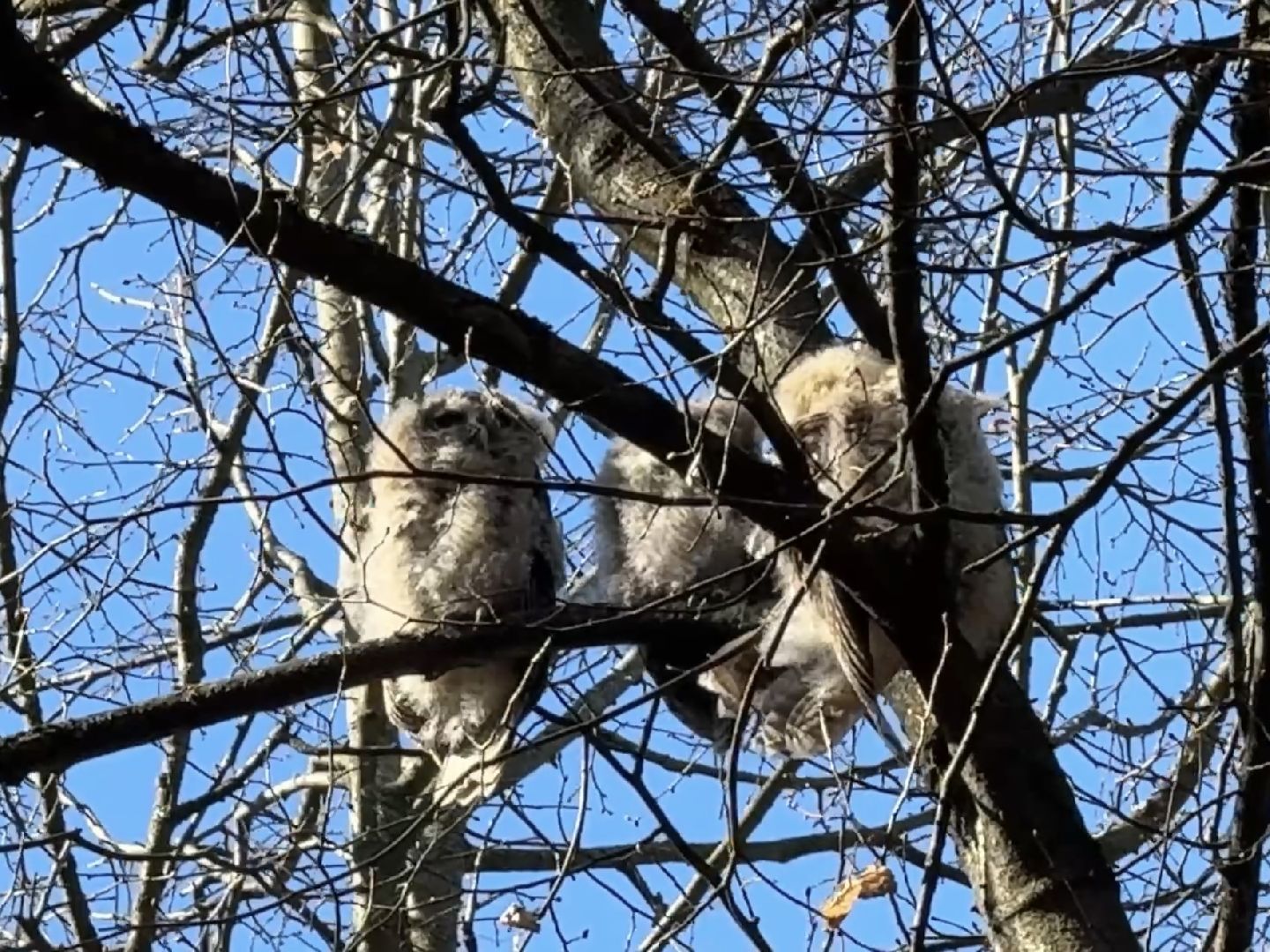раменское , усадьба быково, совы, неясыть,