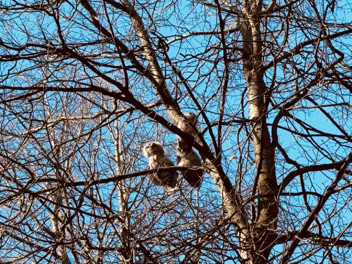 раменское , усадьба быково, совы, неясыть,