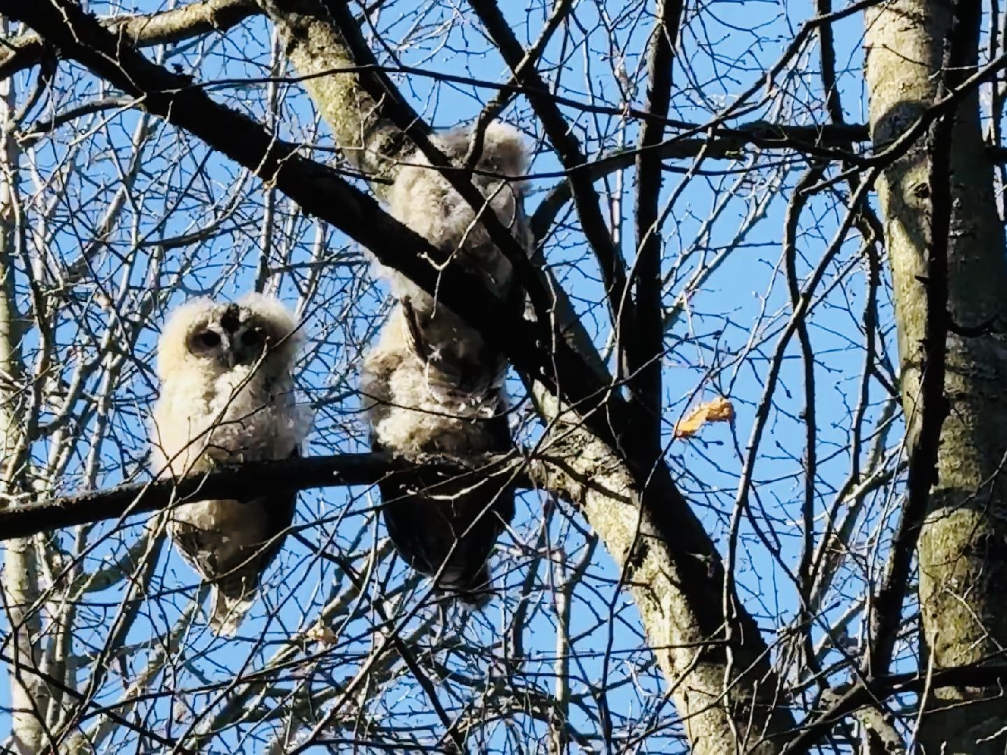 раменское , усадьба быково, совы, неясыть,