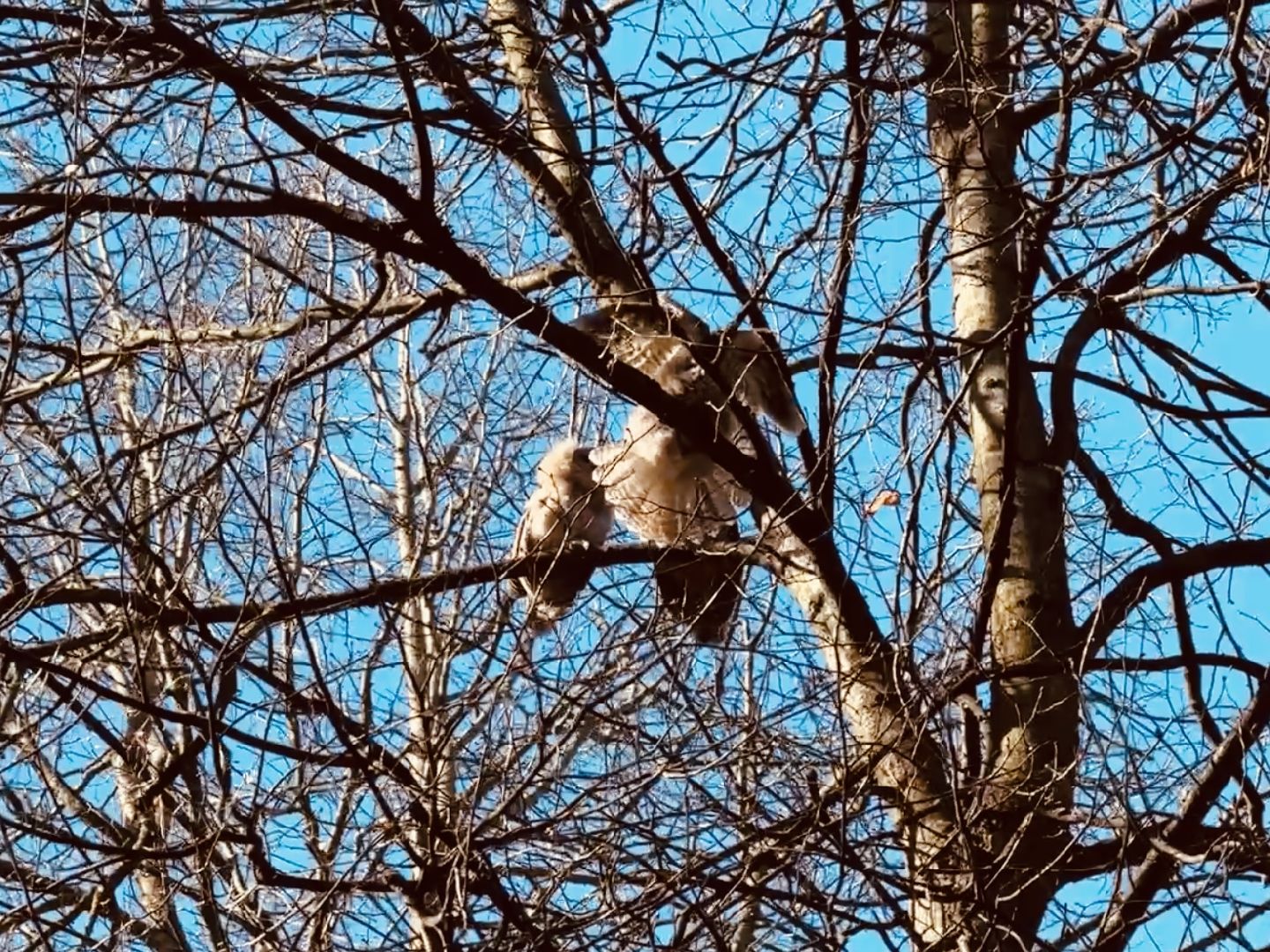 раменское , усадьба быково, совы, неясыть,