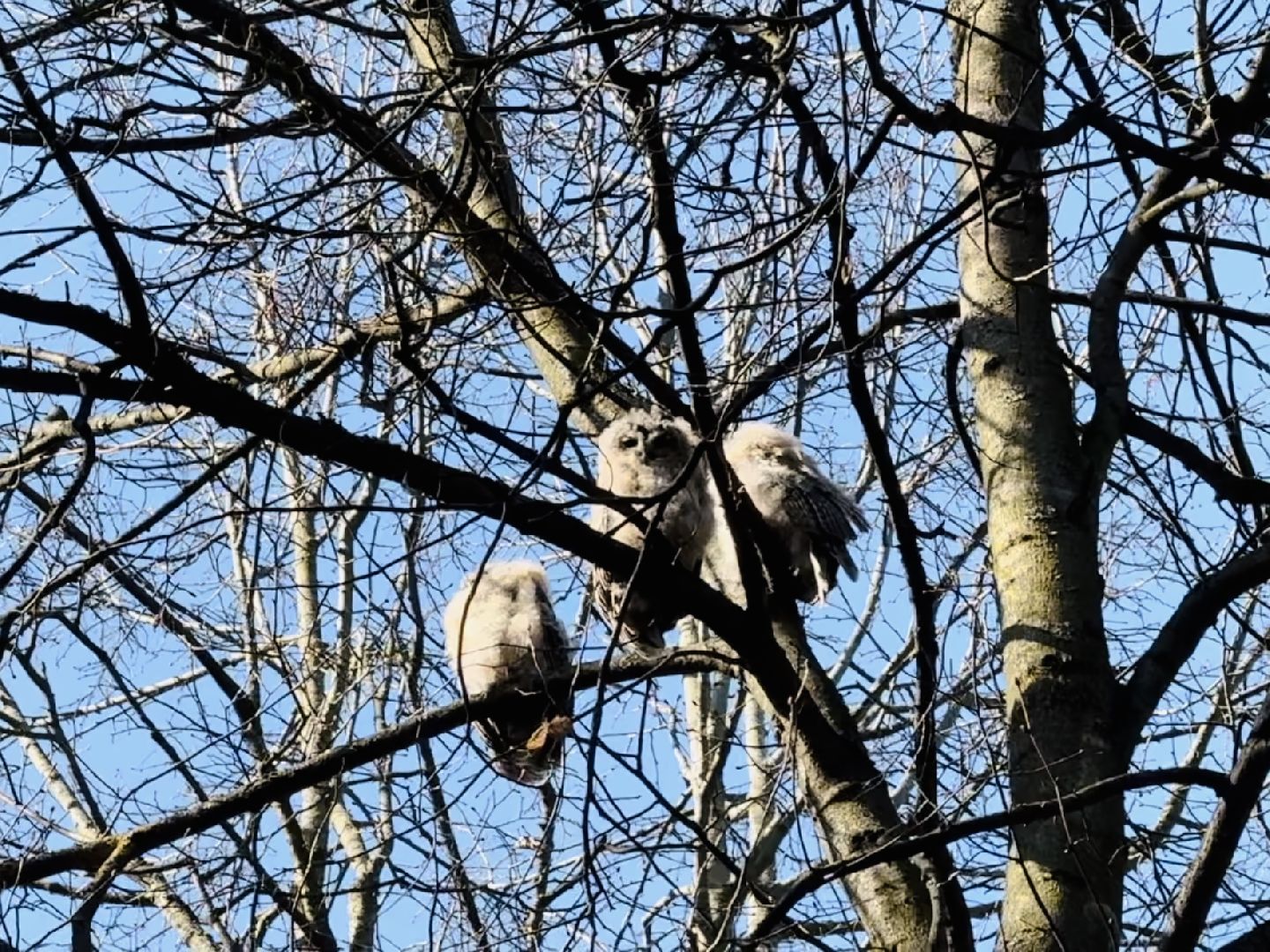 раменское , усадьба быково, совы, неясыть,