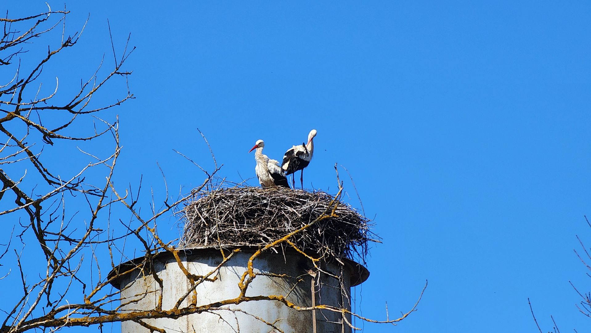 Руза, Экология, Аисты , Орешки ,