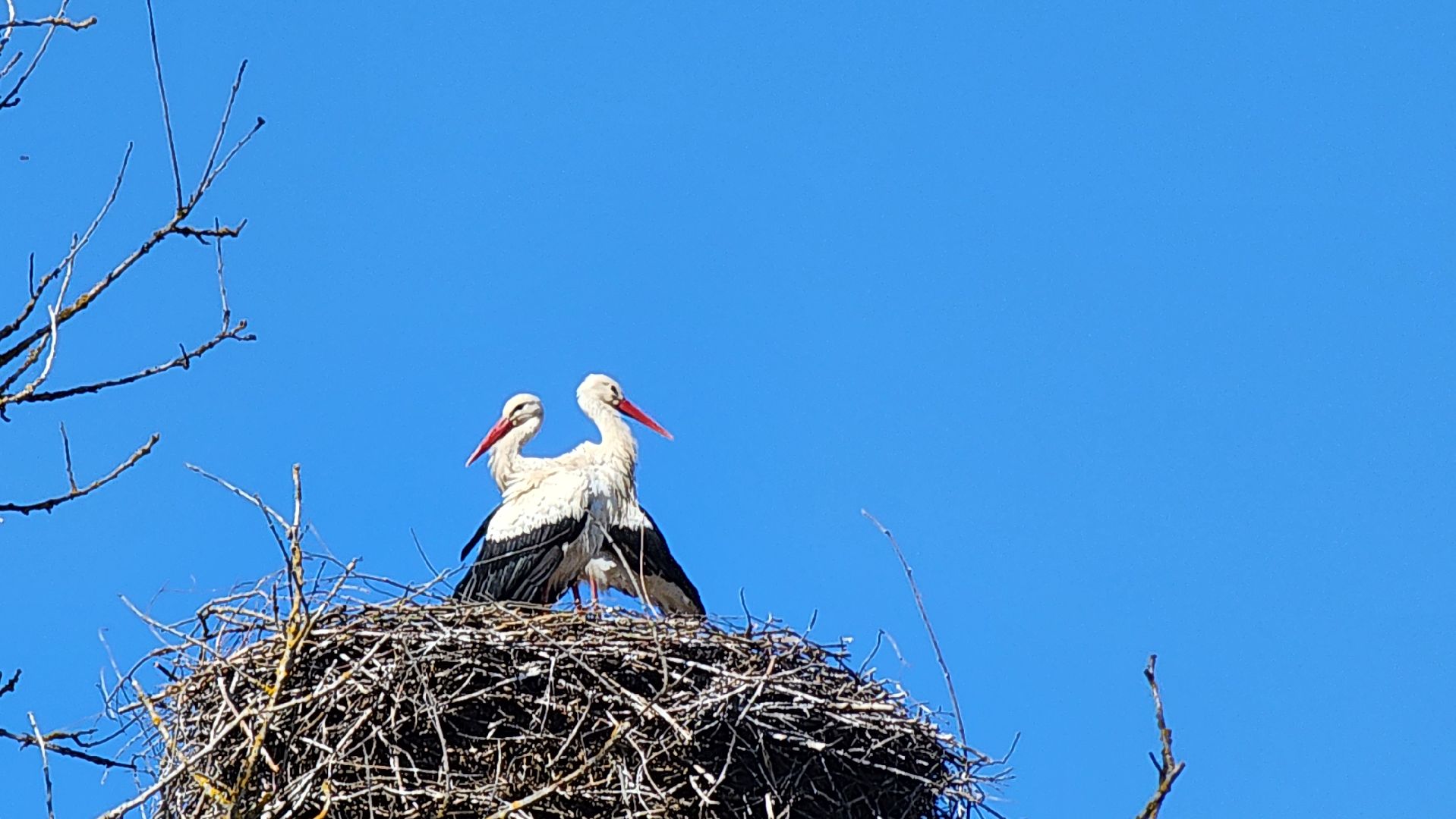 Руза, Экология, Аисты , Орешки ,