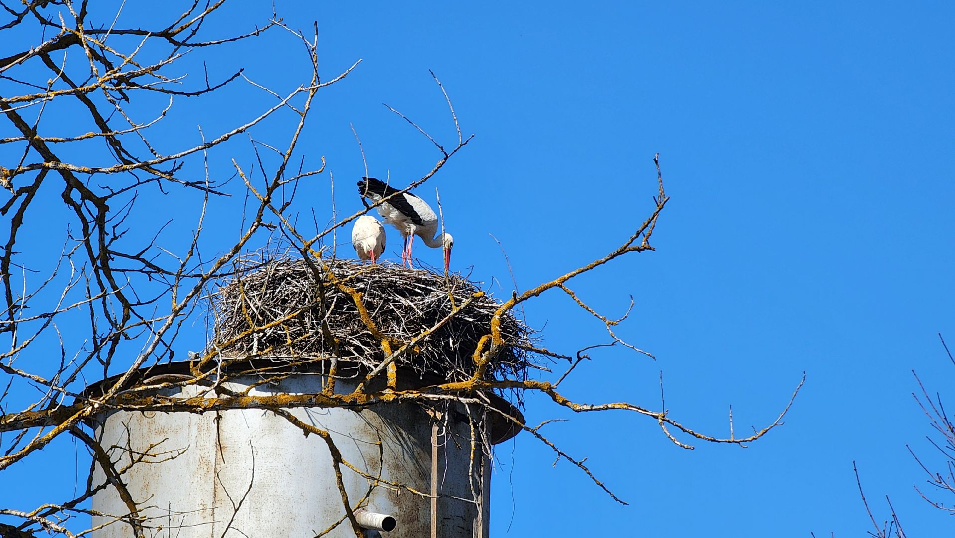 Руза, Экология, Аисты , Орешки ,
