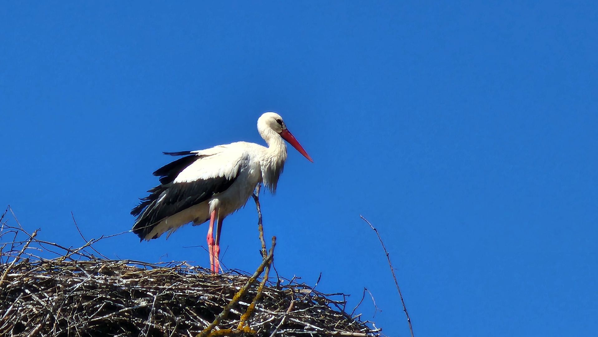 Руза, Экология, Аисты , Орешки ,