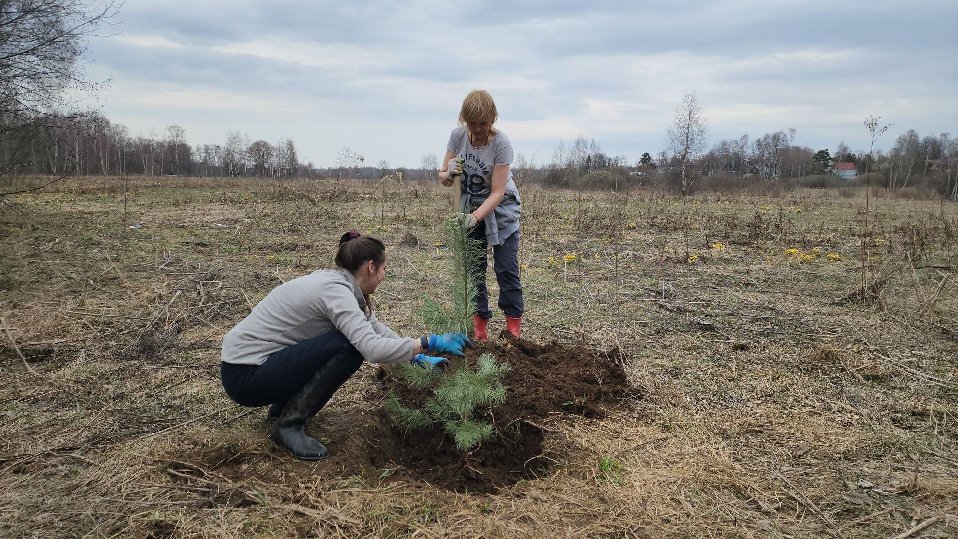 пушкино, микрорайон, высадка деревьев, сосна, ель, дуб, клен, калина, волонтеры, жители, активисты,