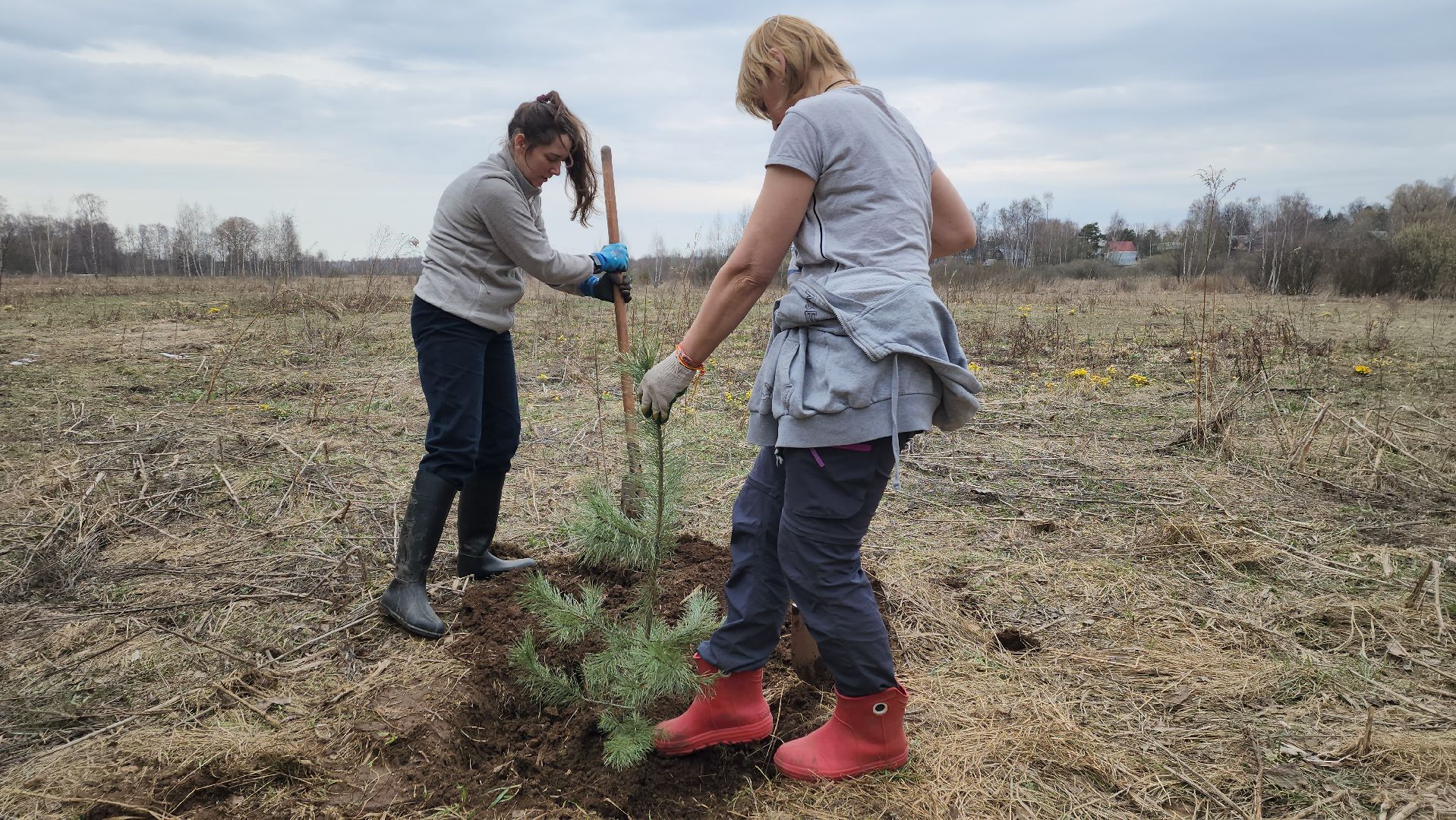 пушкино, микрорайон, высадка деревьев, сосна, ель, дуб, клен, калина, волонтеры, жители, активисты,