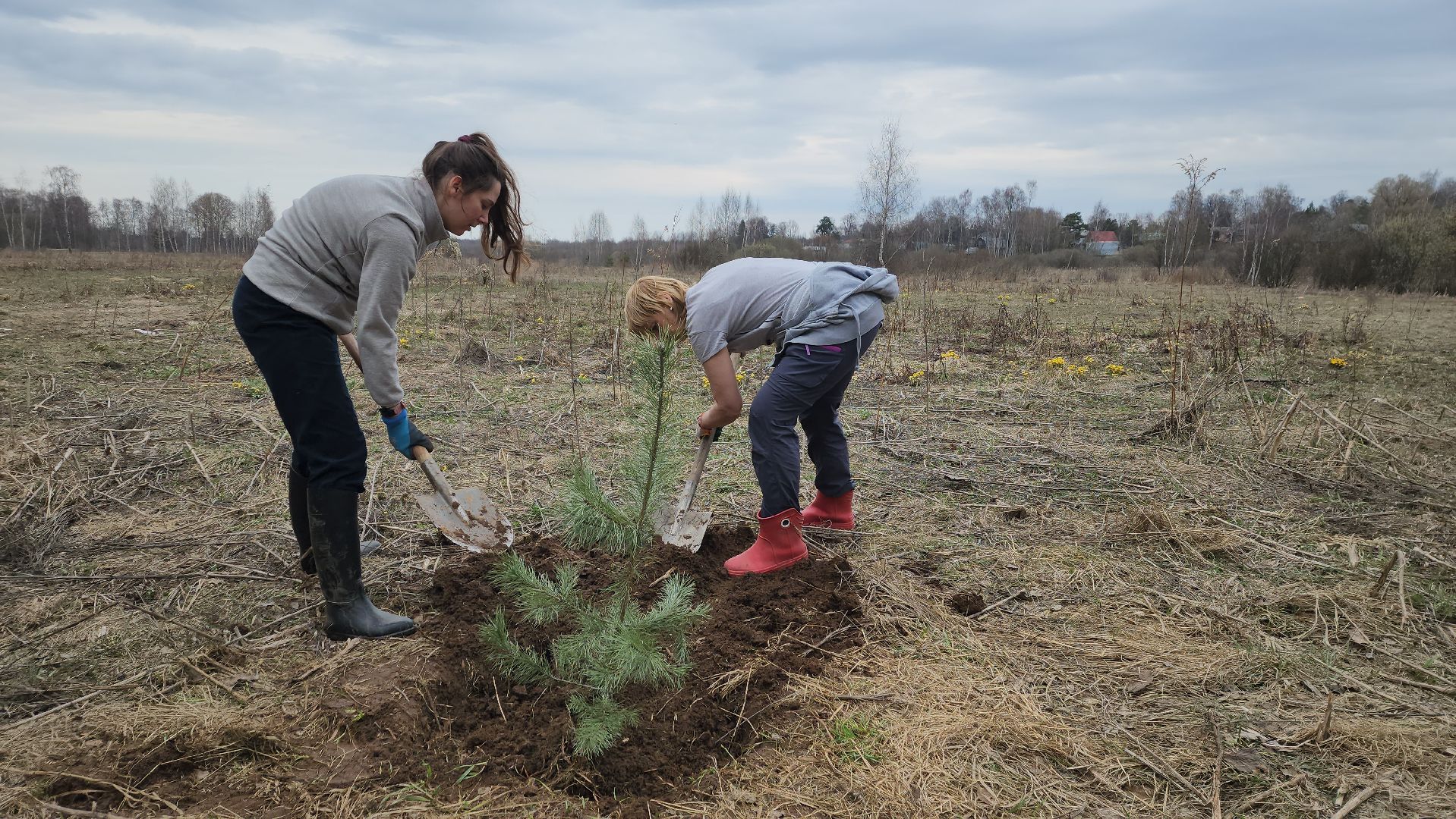 пушкино, микрорайон, высадка деревьев, сосна, ель, дуб, клен, калина, волонтеры, жители, активисты,