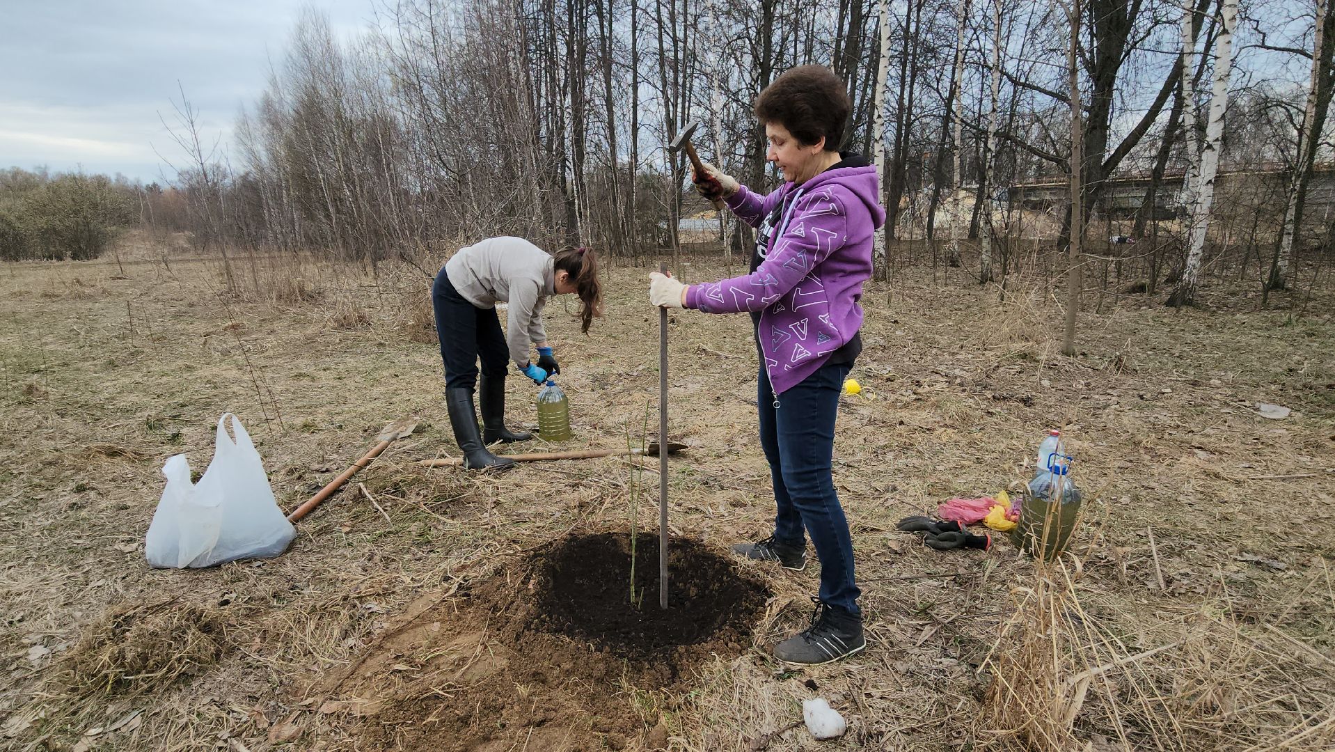 пушкино, микрорайон, высадка деревьев, сосна, ель, дуб, клен, калина, волонтеры, жители, активисты,