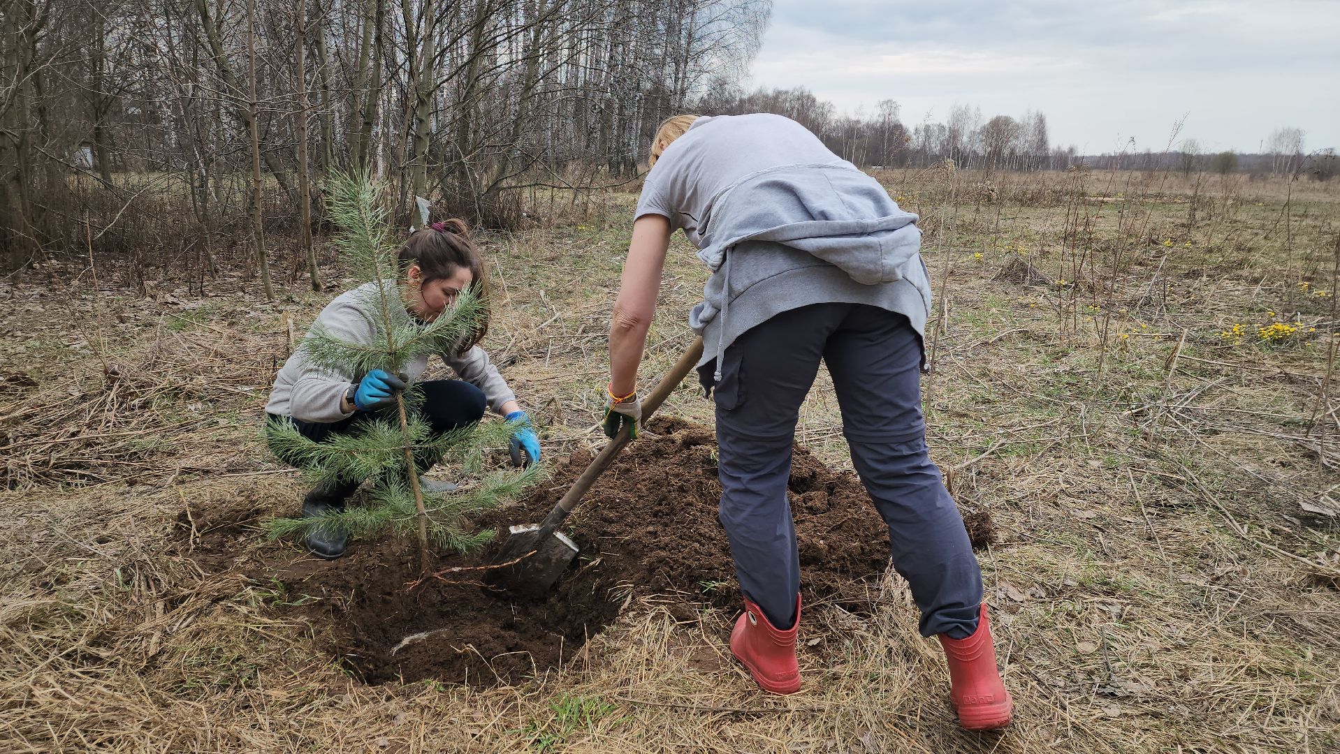 пушкино, микрорайон, высадка деревьев, сосна, ель, дуб, клен, калина, волонтеры, жители, активисты,