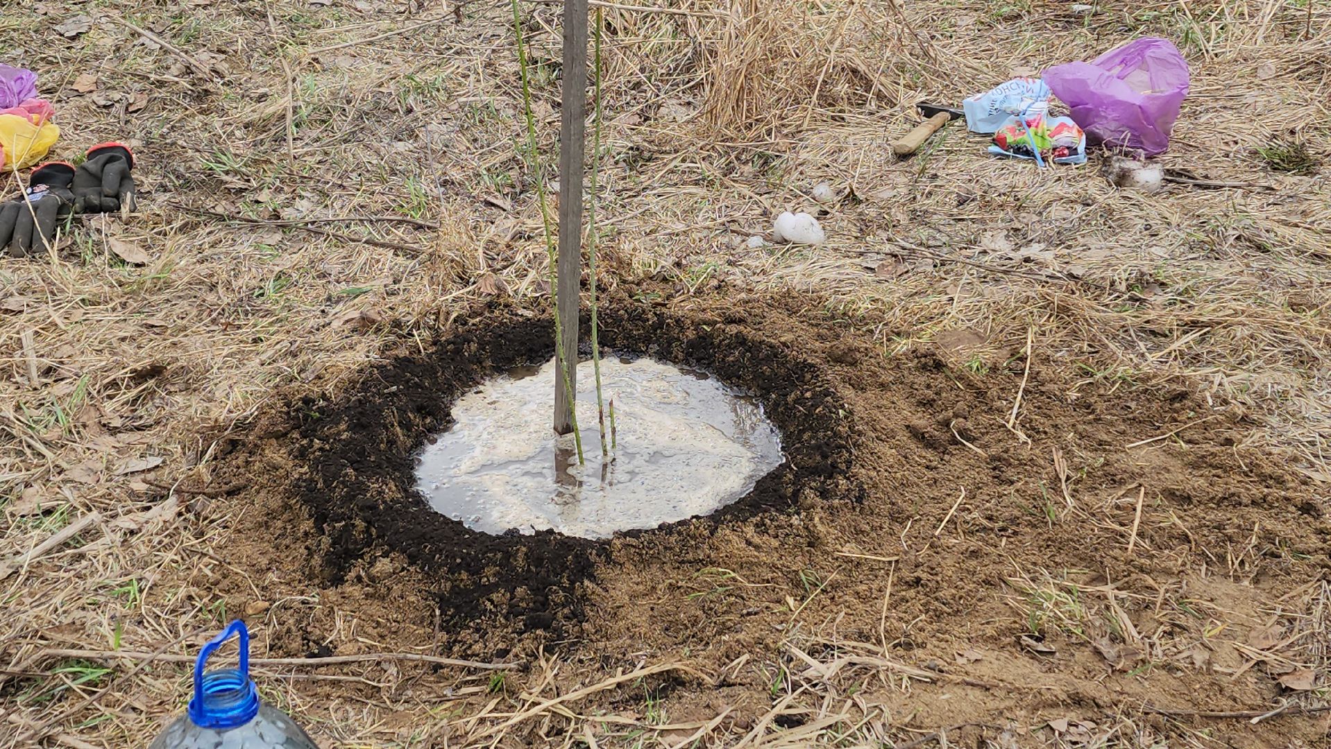 пушкино, микрорайон, высадка деревьев, сосна, ель, дуб, клен, калина, волонтеры, жители, активисты,