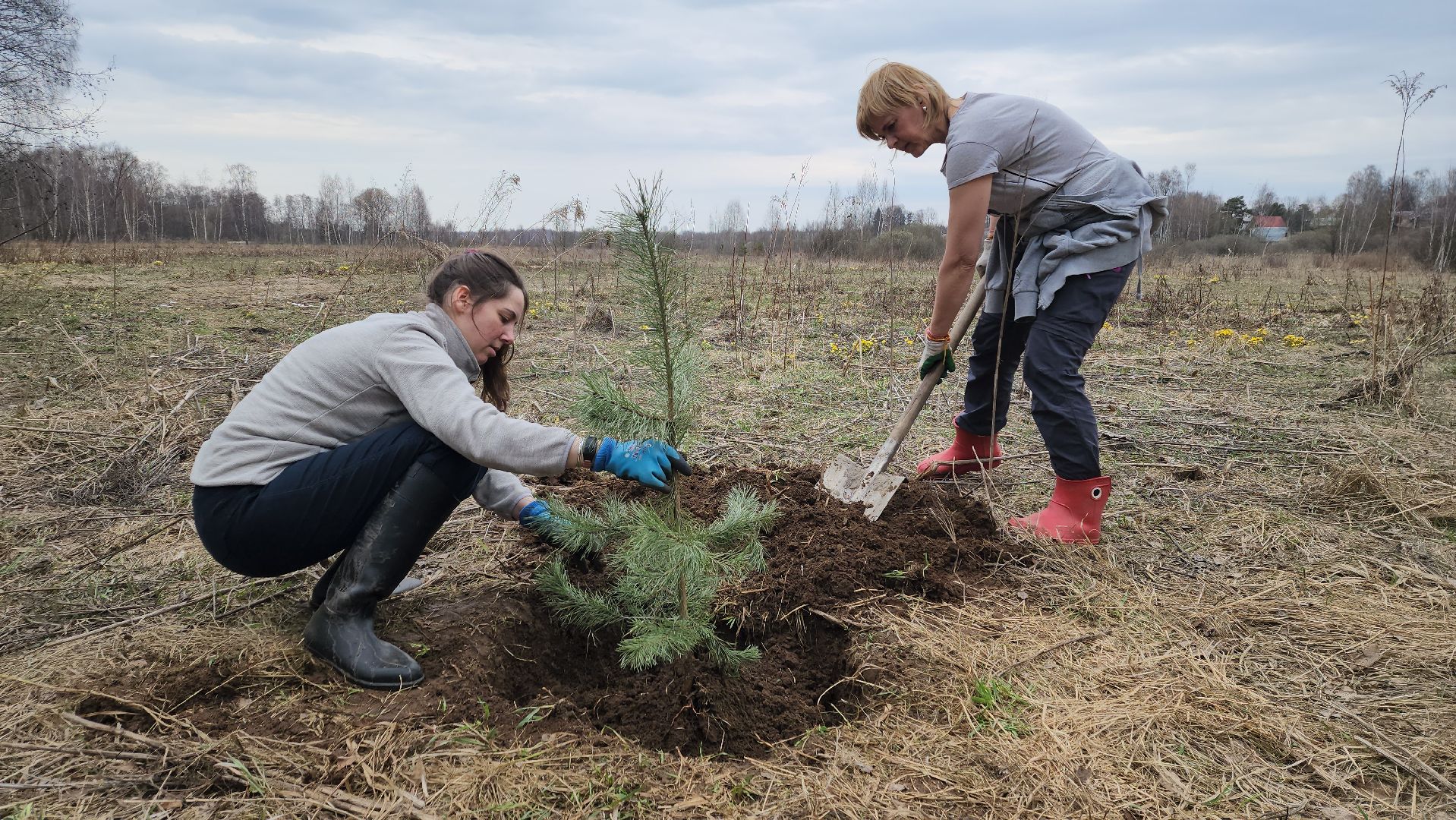 пушкино, микрорайон, высадка деревьев, сосна, ель, дуб, клен, калина, волонтеры, жители, активисты,