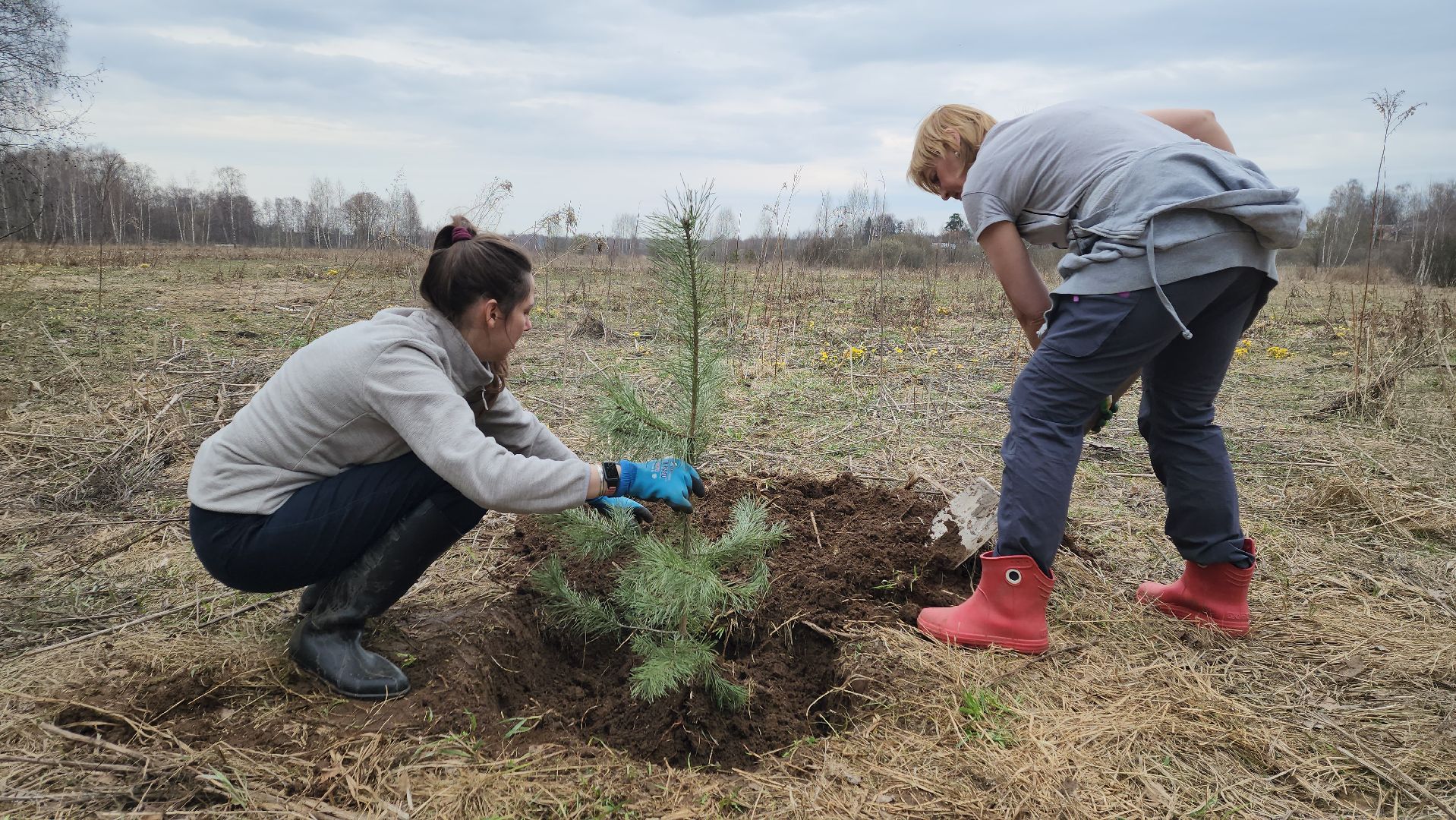 пушкино, микрорайон, высадка деревьев, сосна, ель, дуб, клен, калина, волонтеры, жители, активисты,
