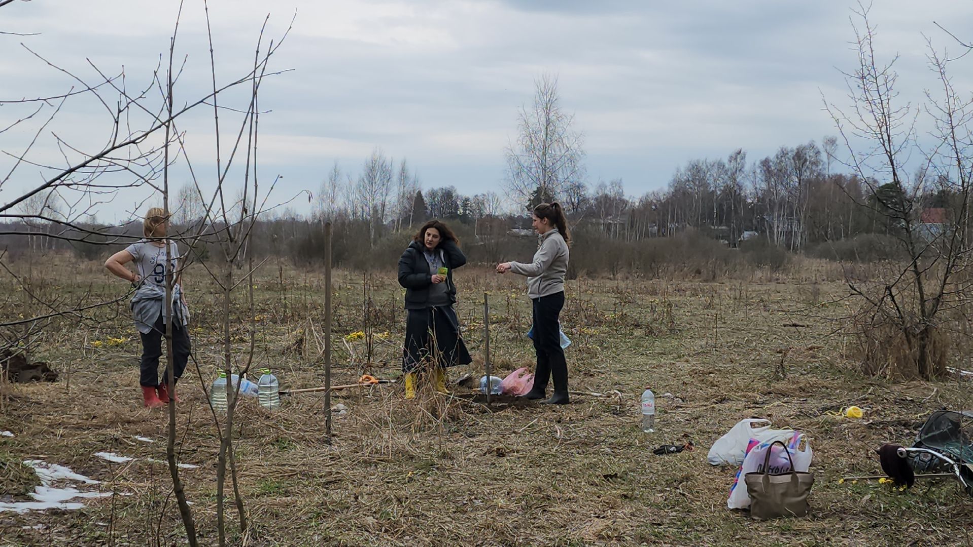 пушкино, микрорайон, высадка деревьев, сосна, ель, дуб, клен, калина, волонтеры, жители, активисты,