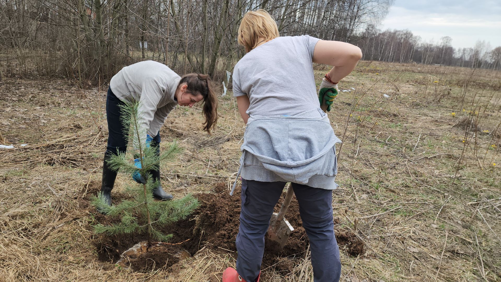 пушкино, микрорайон, высадка деревьев, сосна, ель, дуб, клен, калина, волонтеры, жители, активисты,