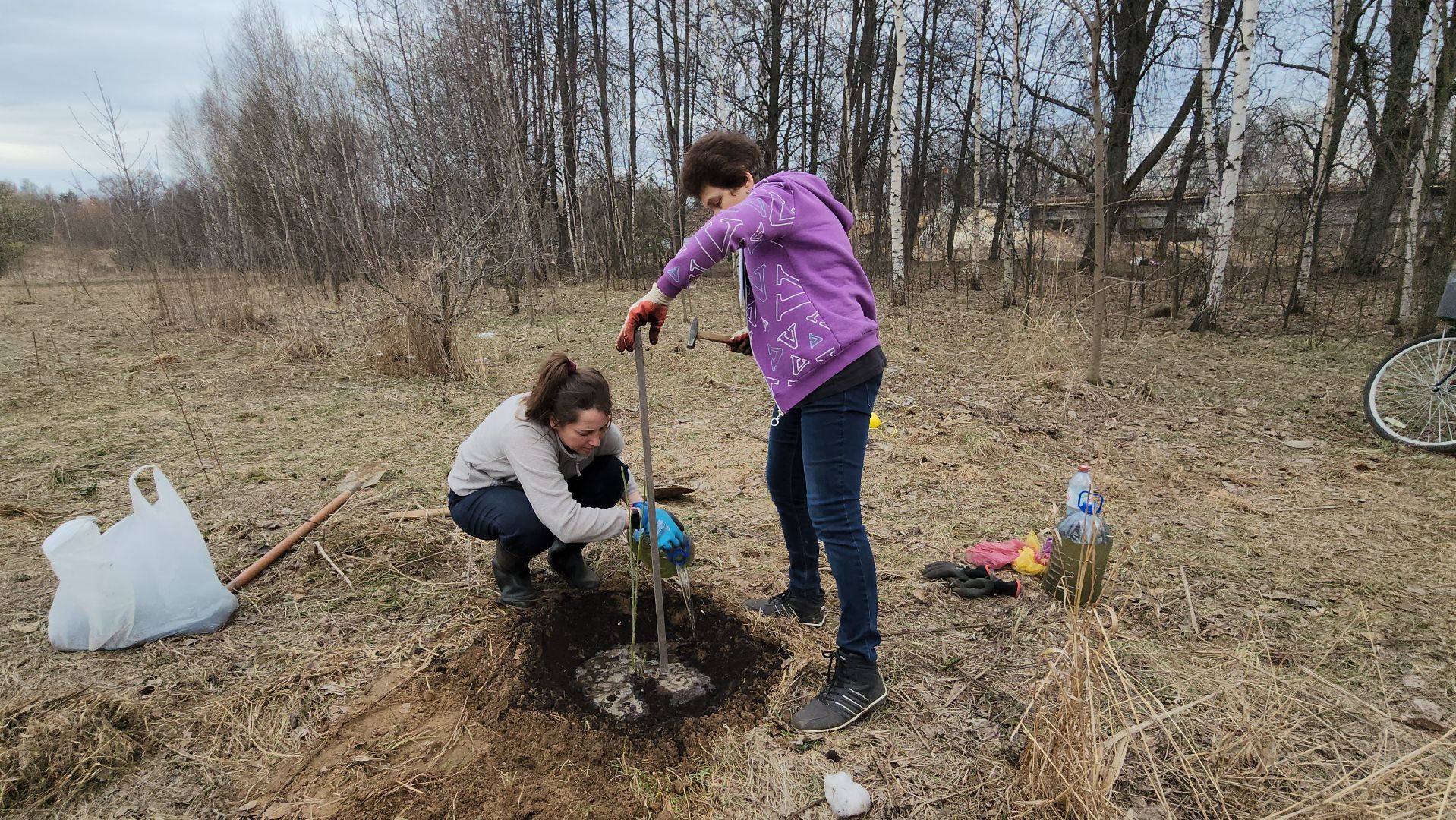 пушкино, микрорайон, высадка деревьев, сосна, ель, дуб, клен, калина, волонтеры, жители, активисты,