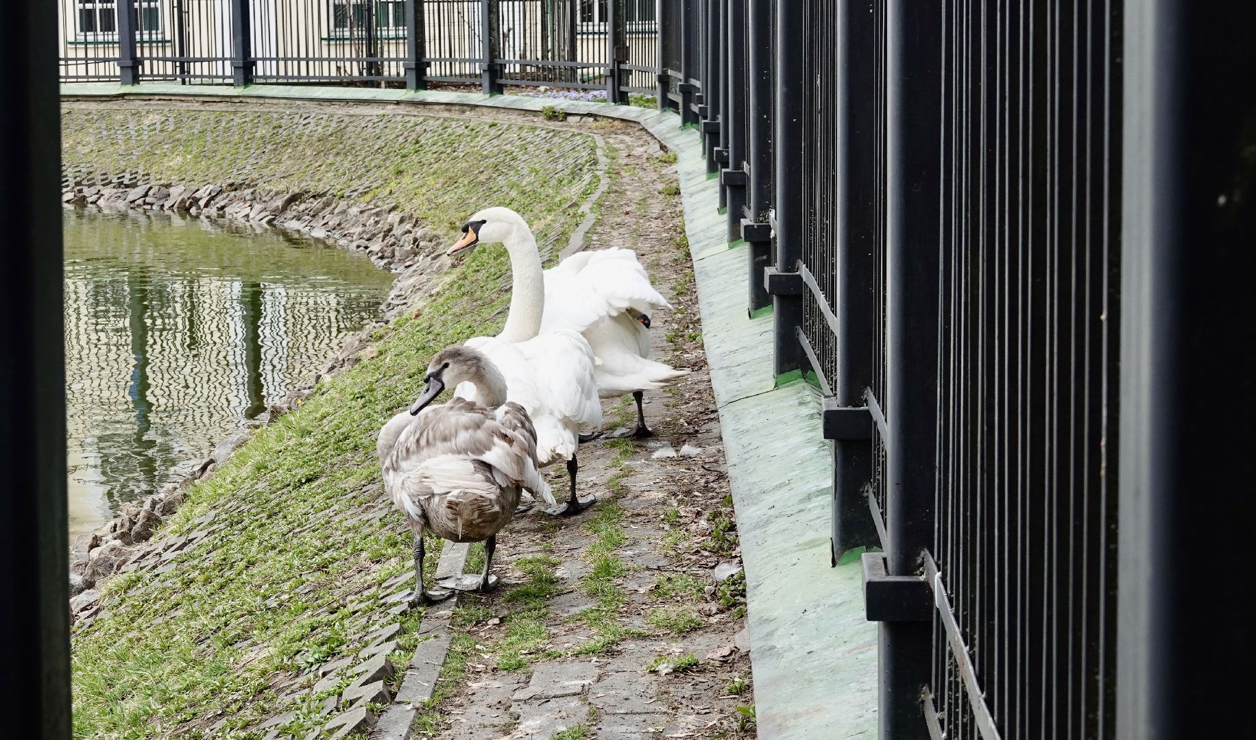 сергиев посад, сергиево-посадский городской округ, белые лебеди , весна, природа , эксклюзив ,