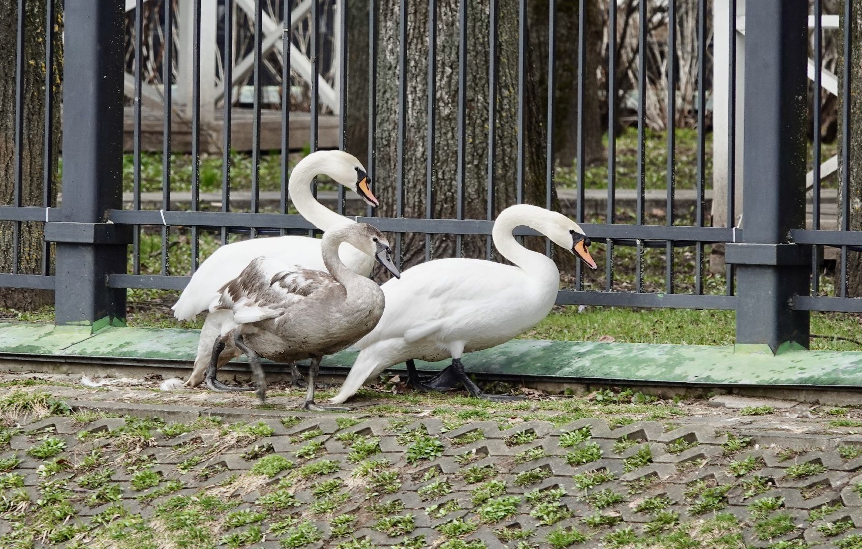 сергиев посад, сергиево-посадский городской округ, белые лебеди , весна, природа , эксклюзив ,
