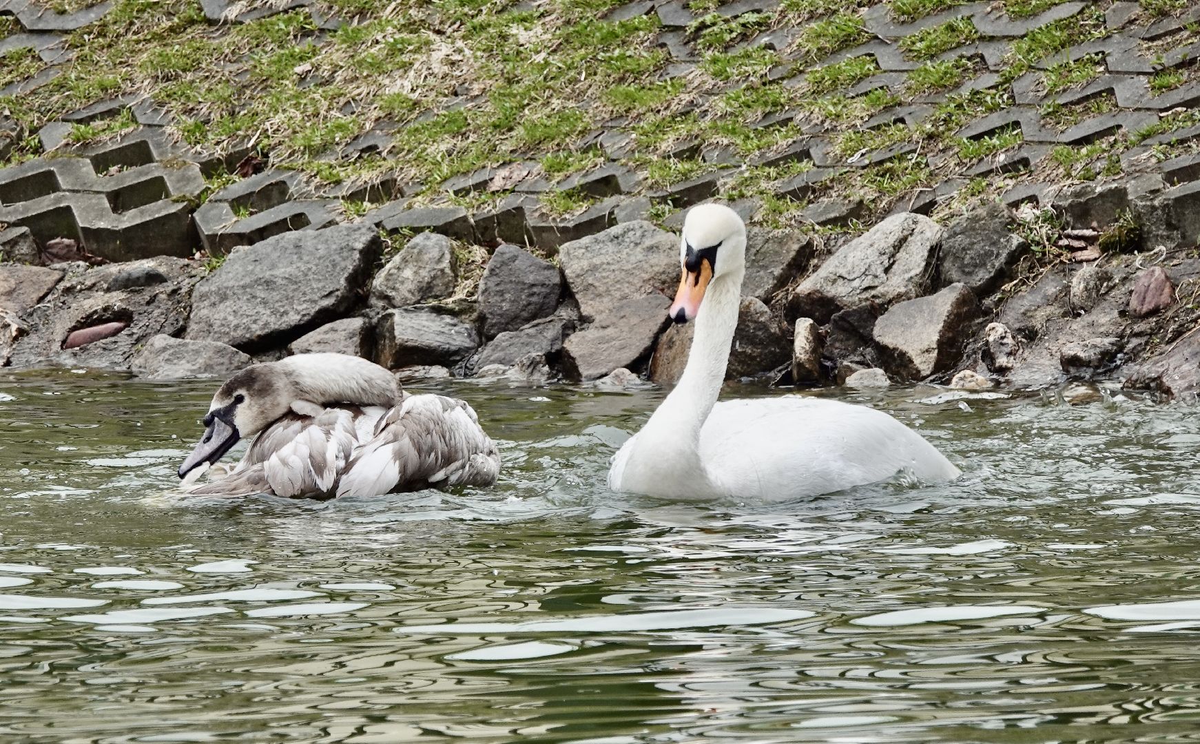сергиев посад, сергиево-посадский городской округ, белые лебеди , весна, природа , эксклюзив ,