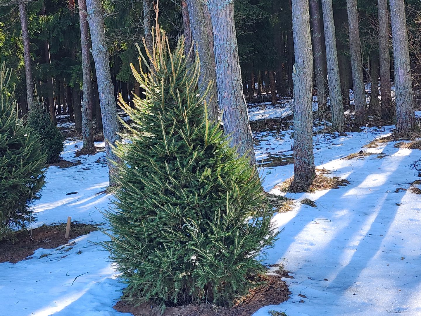 сергиев посад, загорское море, парки подмосковья, премия парки россии,