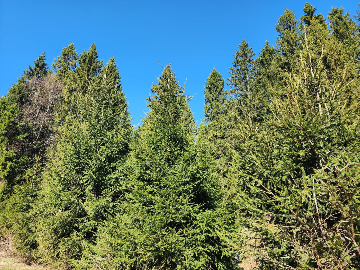 сергиев посад, загорское море, парки подмосковья, премия парки россии,