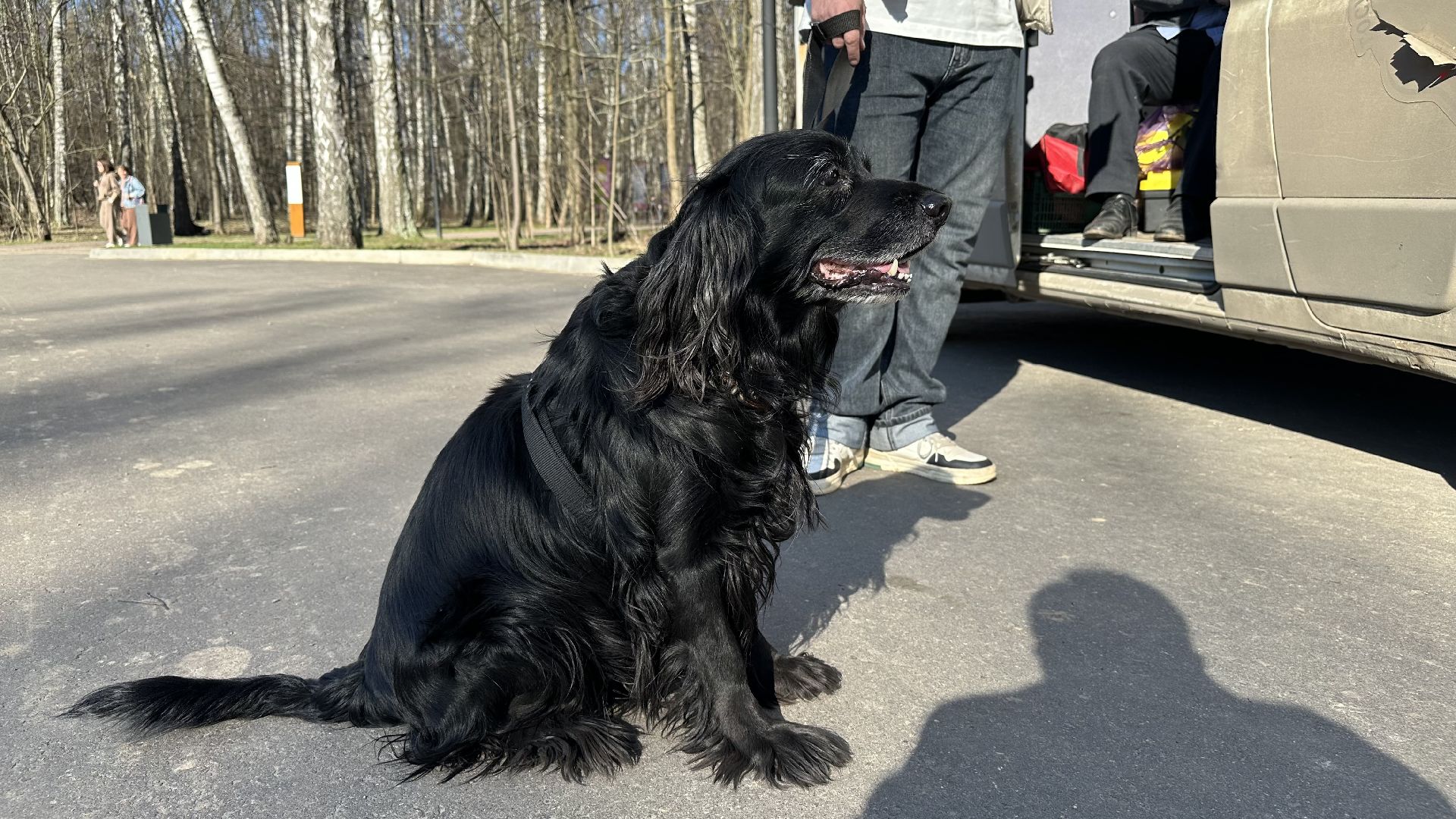 чипирование домашних животных, домодедово,
