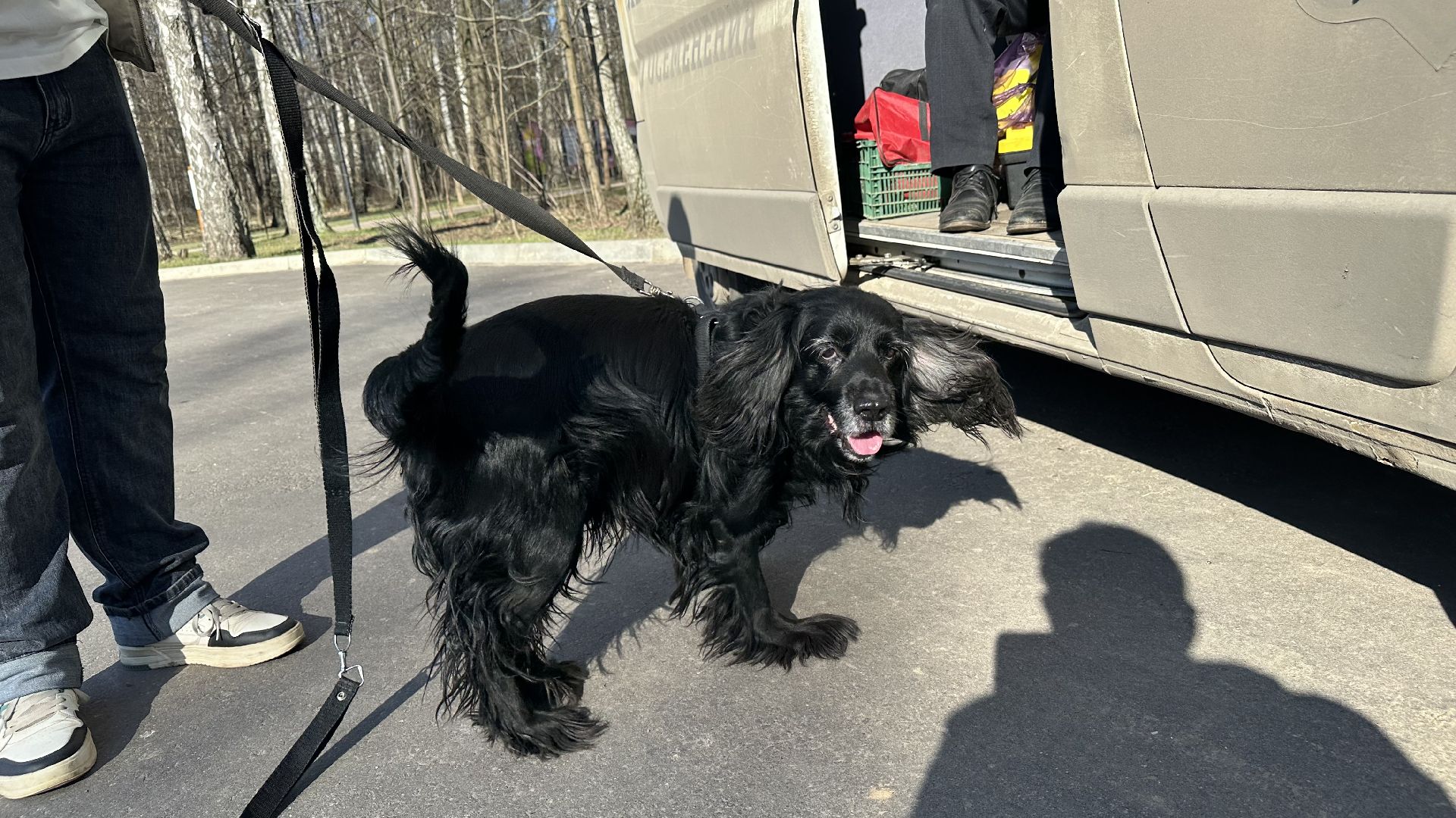 чипирование домашних животных, домодедово,