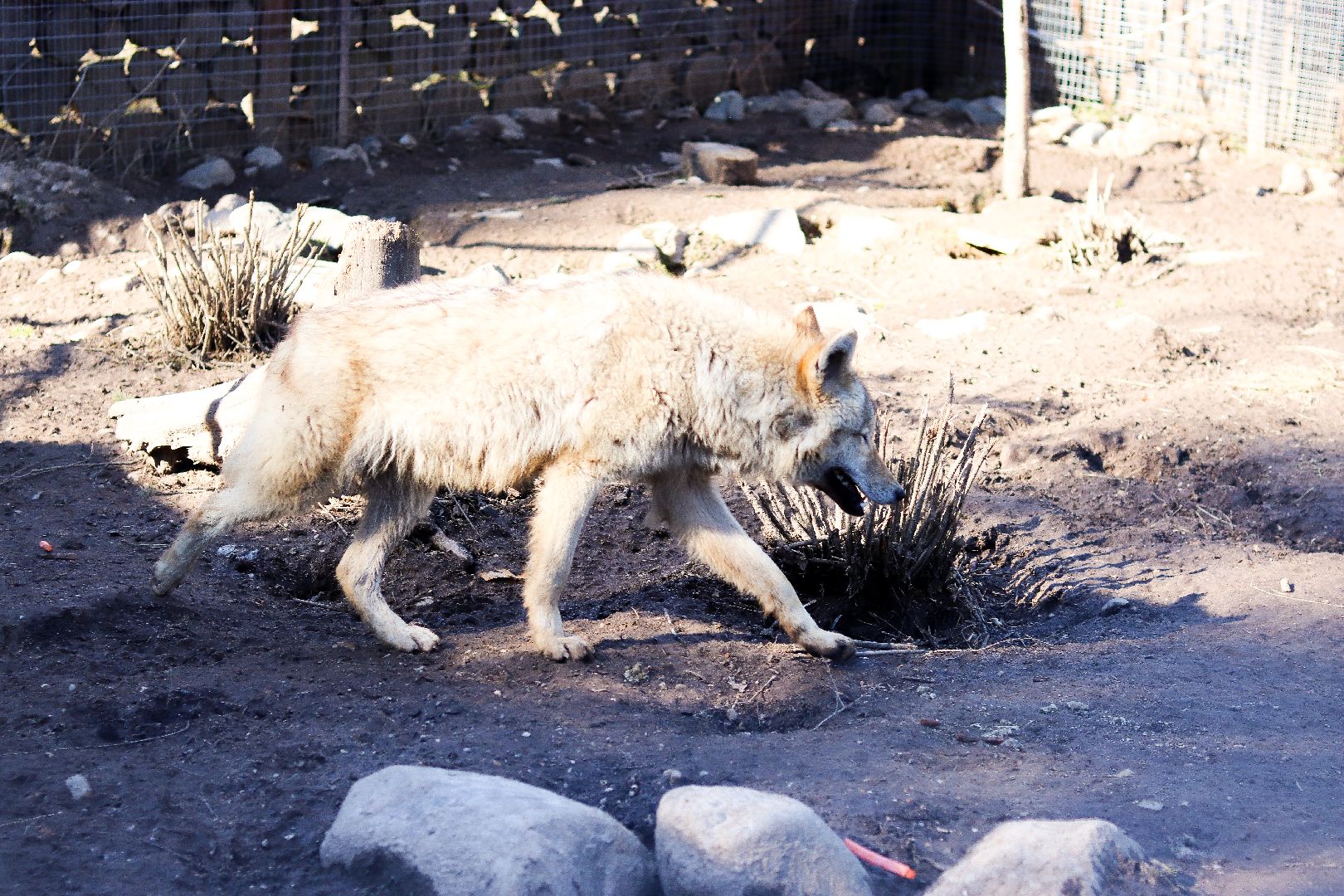 клин, общество, животные, экология,