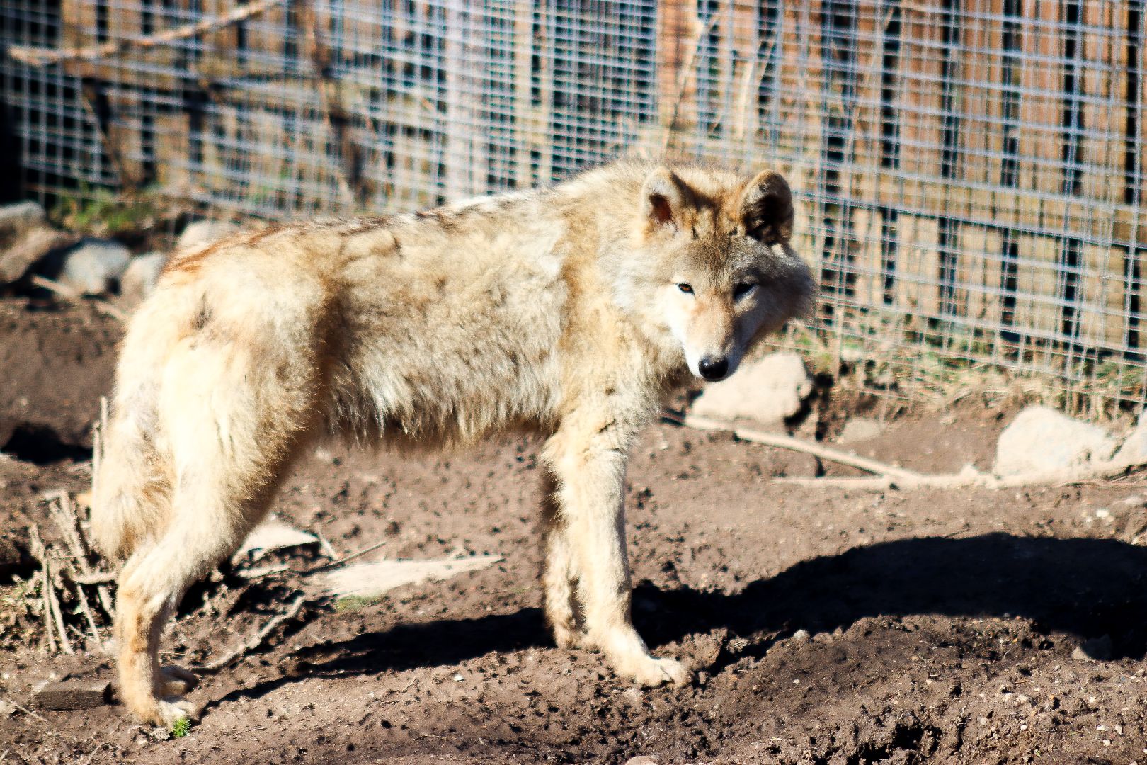 клин, общество, животные, экология,