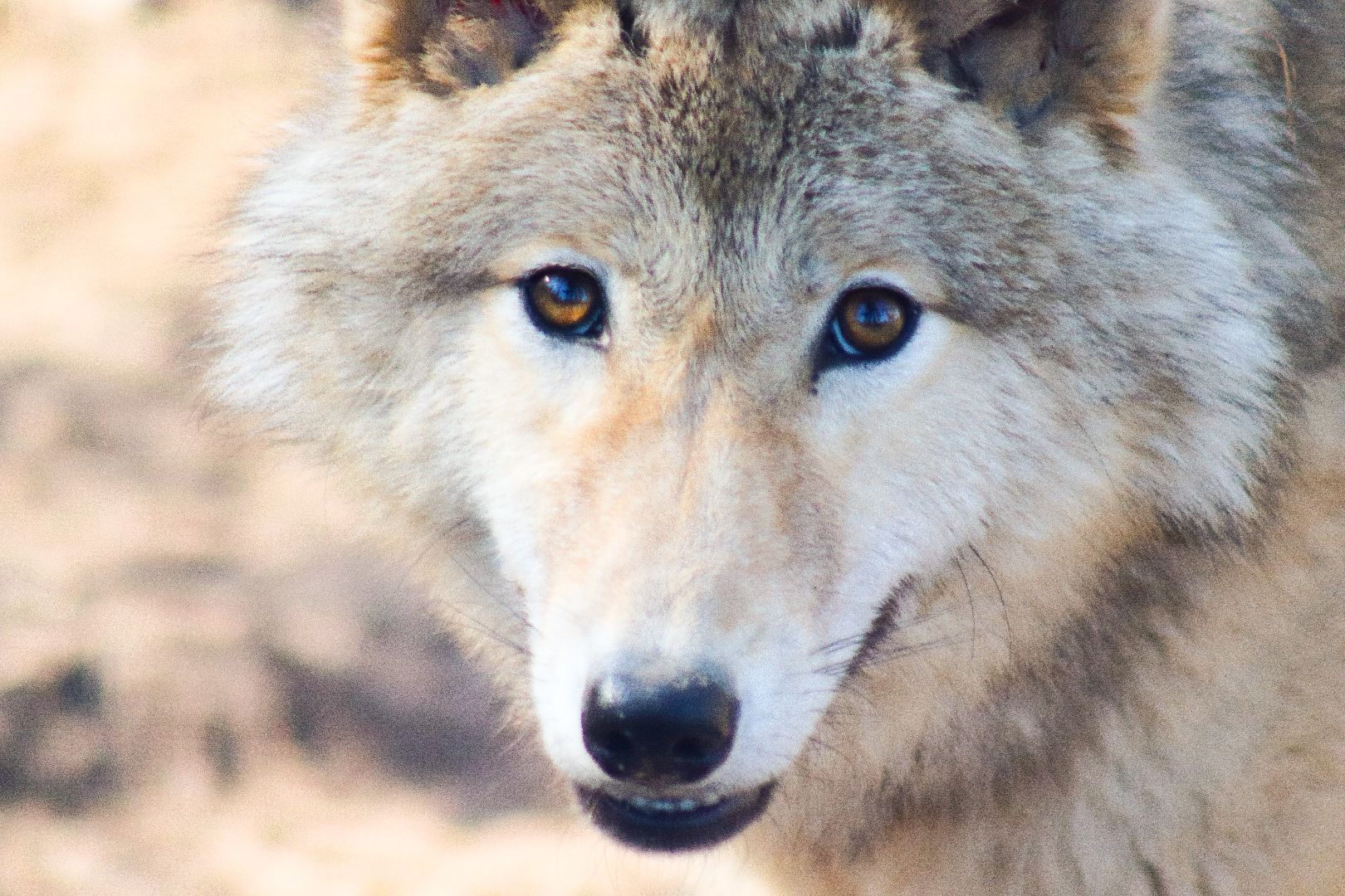 клин, общество, животные, экология,