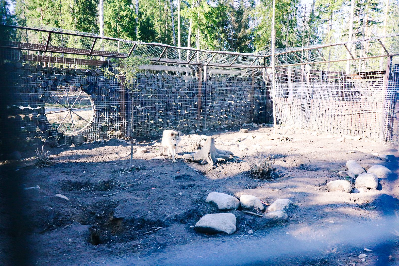 клин, общество, животные, экология,