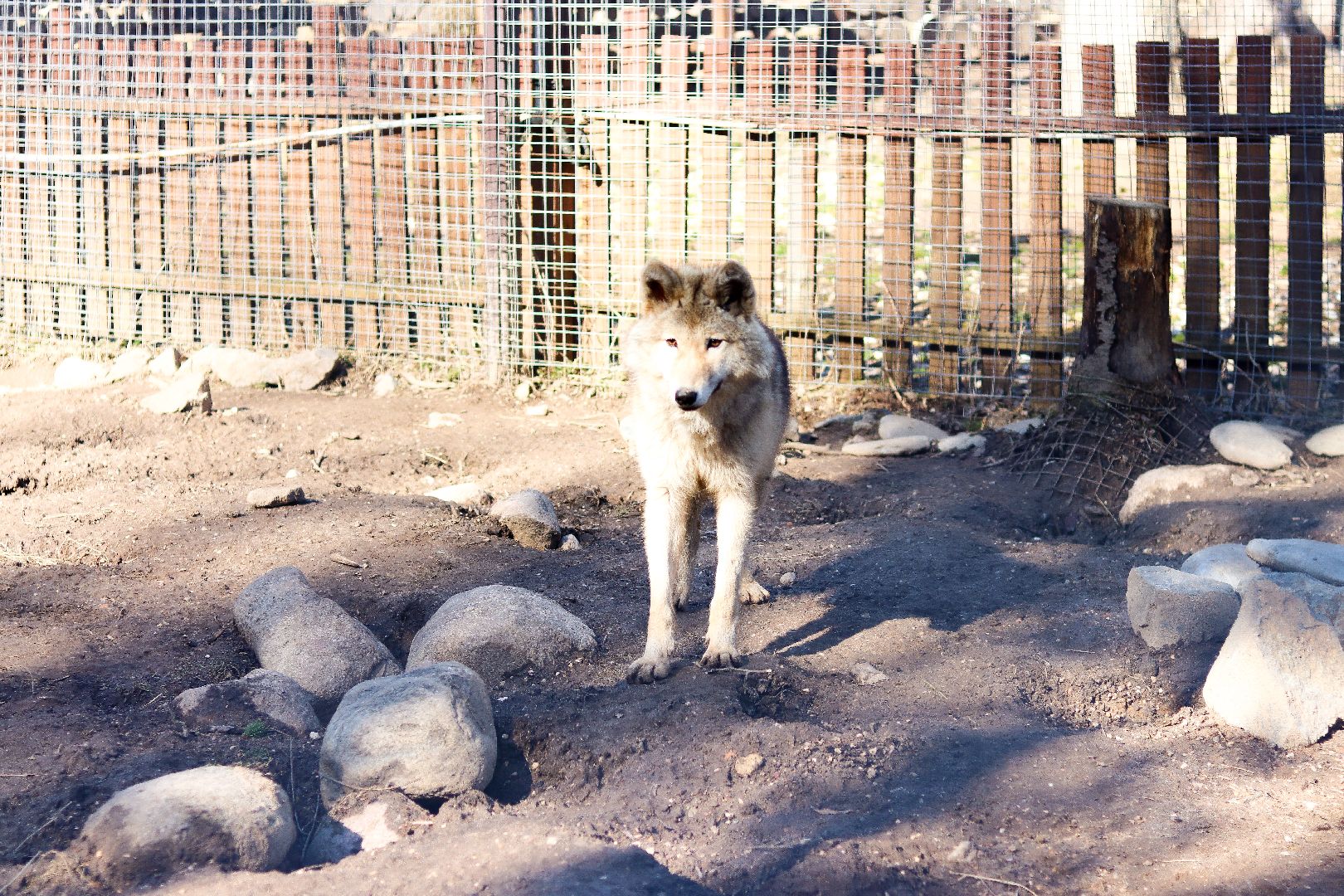 клин, общество, животные, экология,