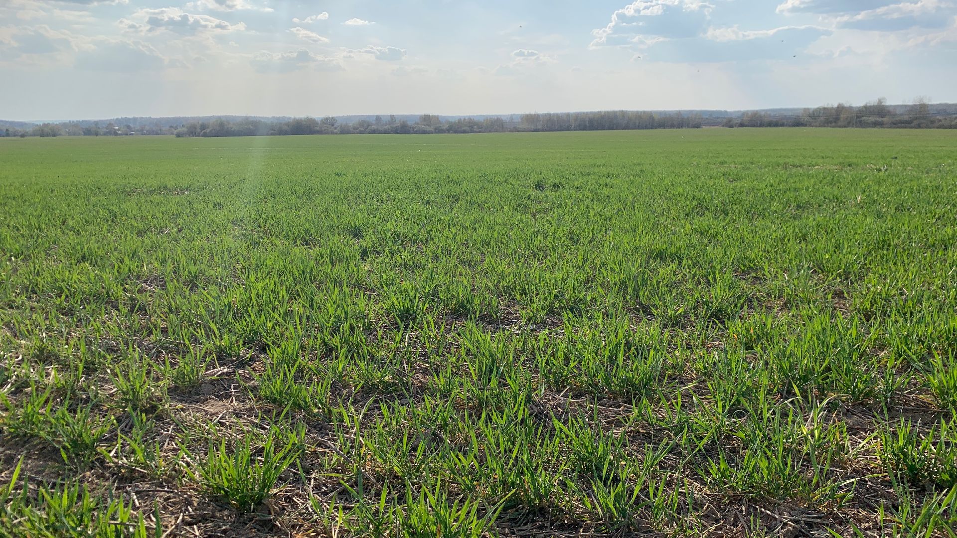 Ступино, экономика, пшеница без глютена, алькор, знамение