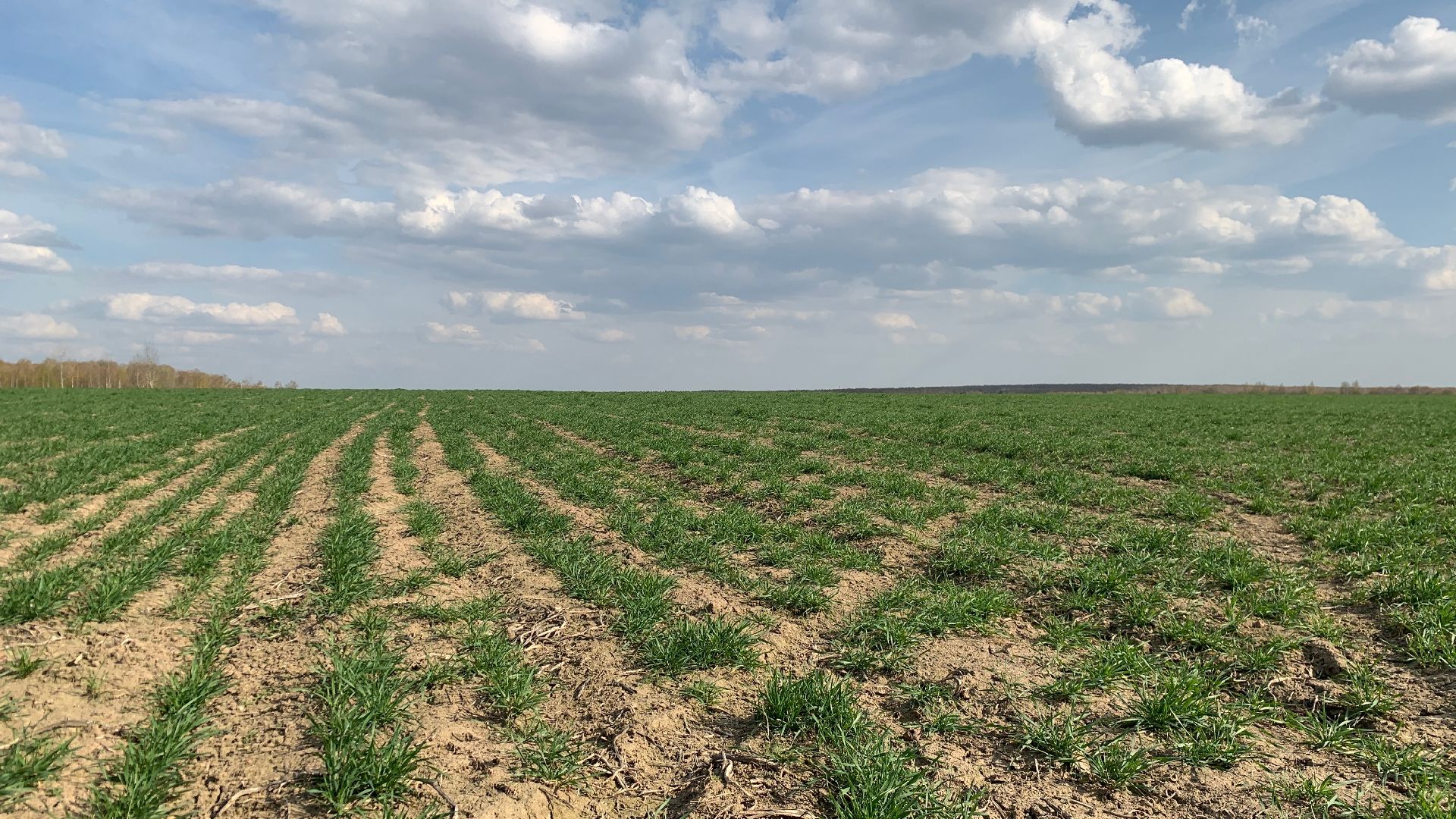 Ступино, экономика, пшеница без глютена, алькор, знамение