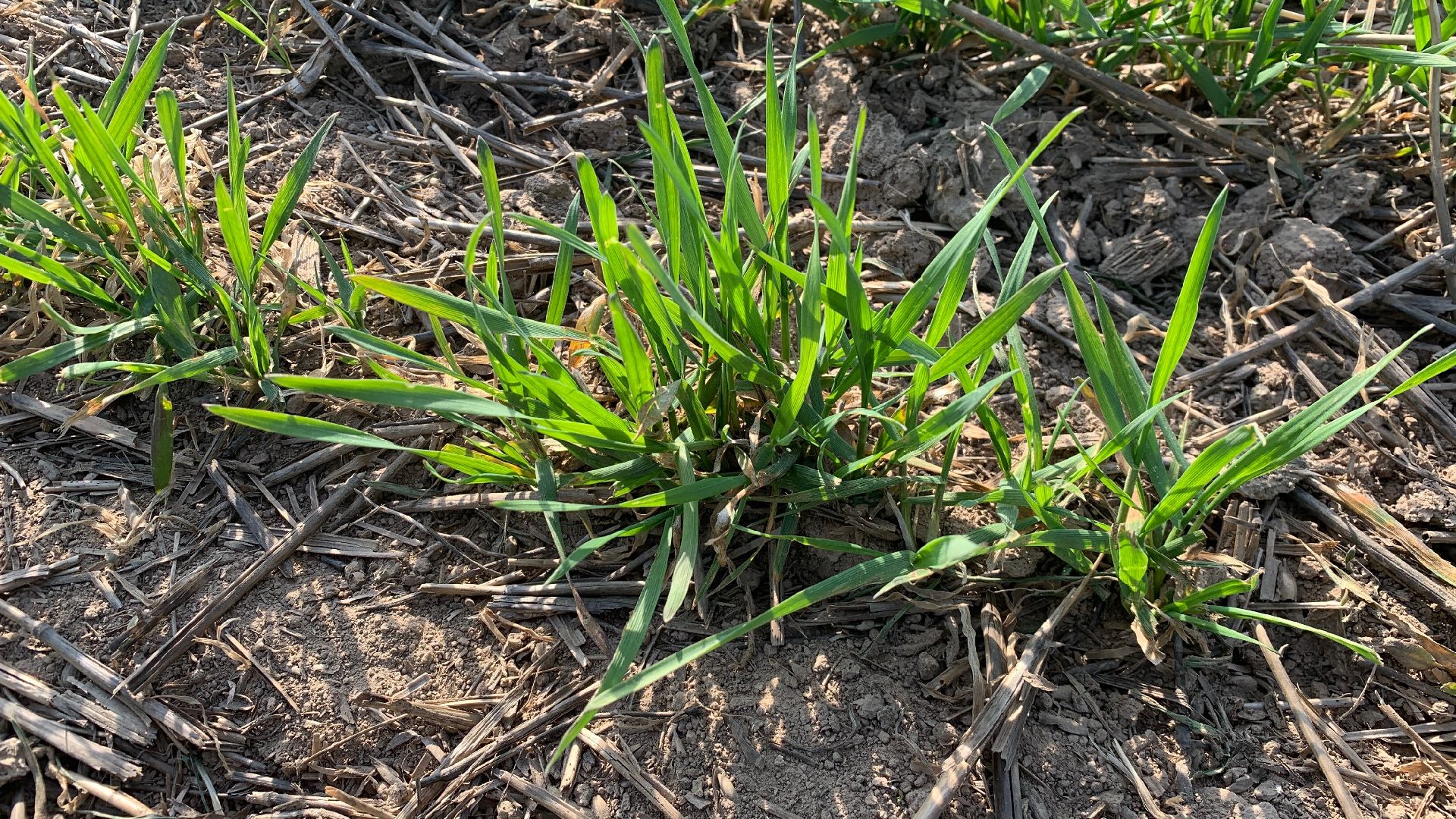 Ступино, экономика, пшеница без глютена, алькор, знамение